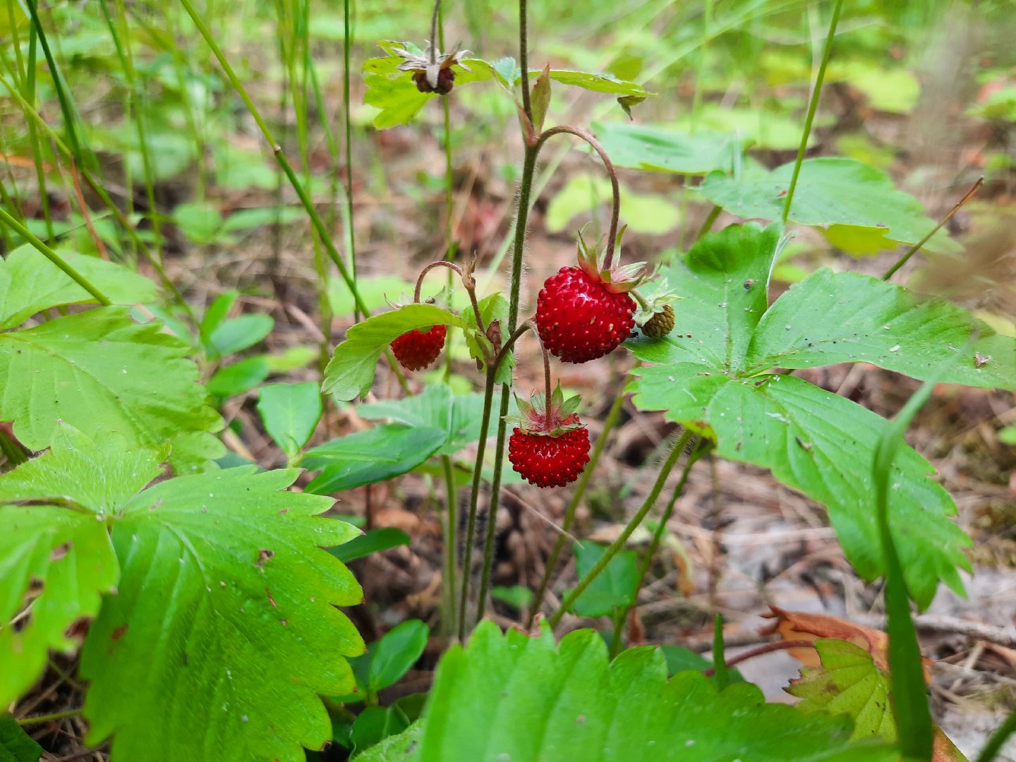 #шатура, #лес, #земляника, #торфяники, #природа, #клубничка