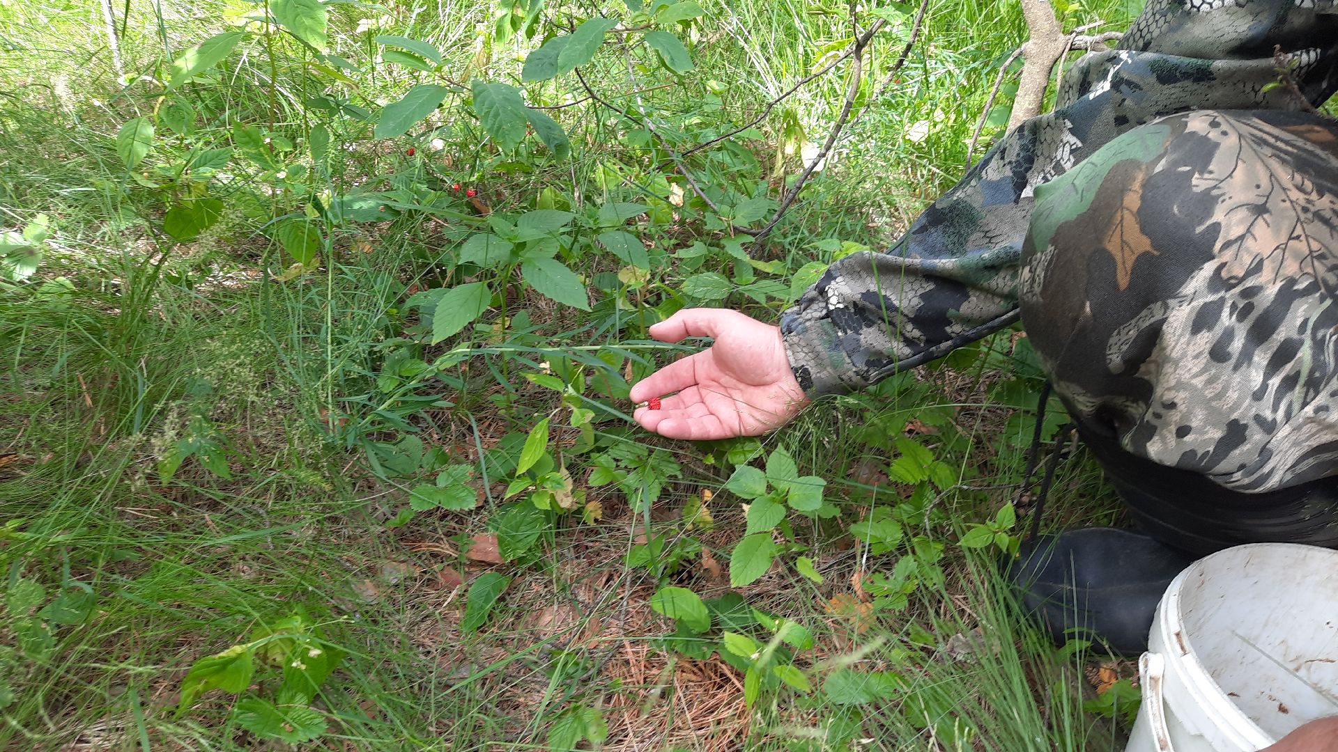 #шатура, #лес, #земляника, #торфяники, #природа, #клубничка