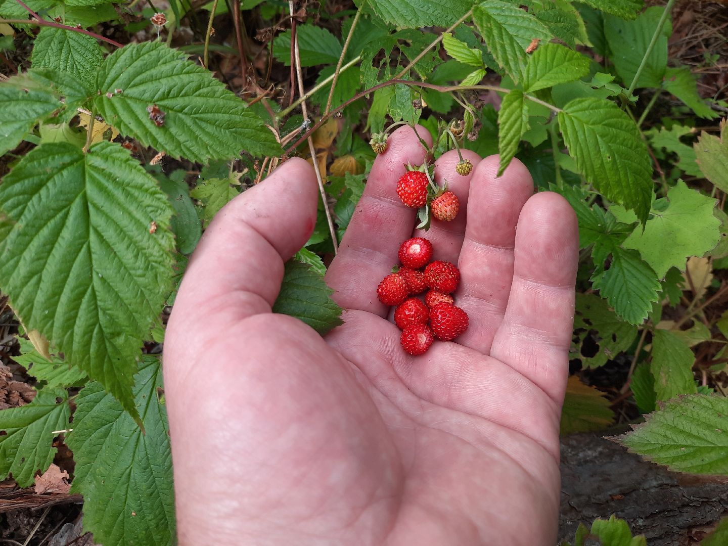 #шатура, #лес, #земляника, #торфяники, #природа, #клубничка