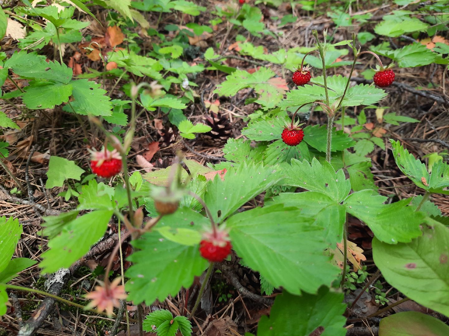 #шатура, #лес, #земляника, #торфяники, #природа, #клубничка