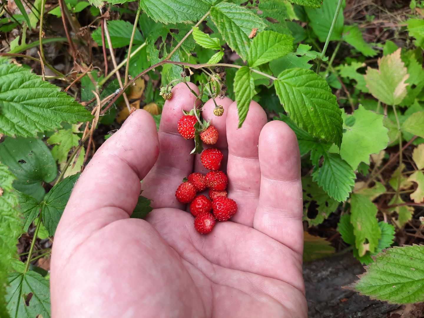 #шатура, #лес, #земляника, #торфяники, #природа, #клубничка