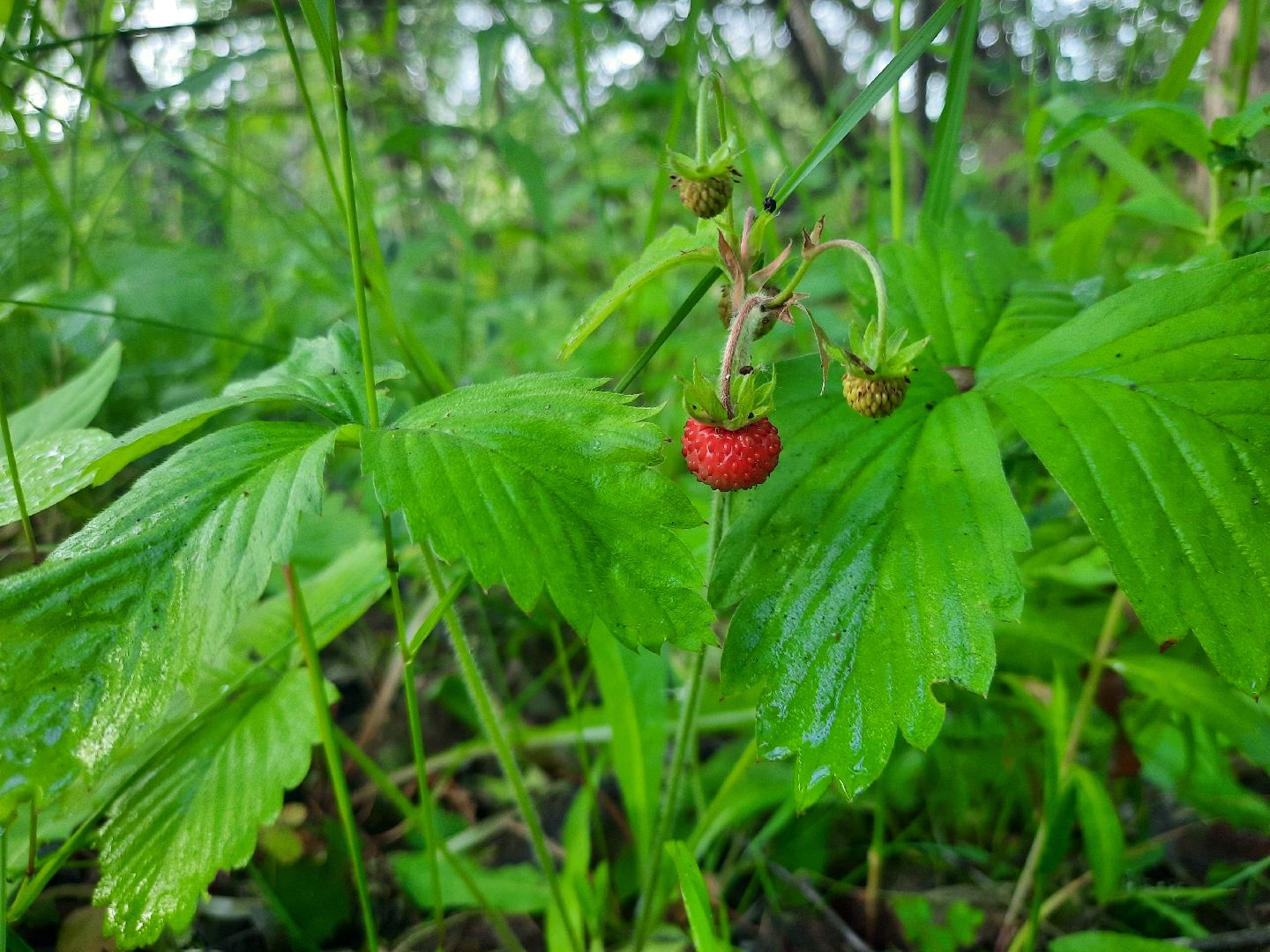 #шатура, #лес, #земляника, #торфяники, #природа, #клубничка