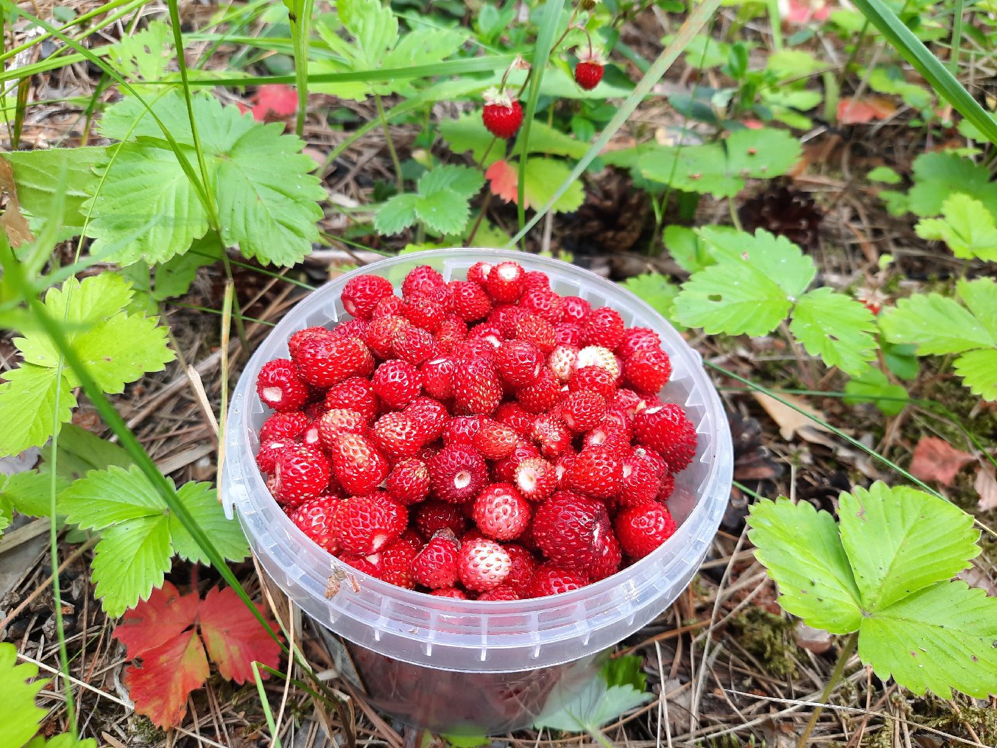 #шатура, #лес, #земляника, #торфяники, #природа, #клубничка