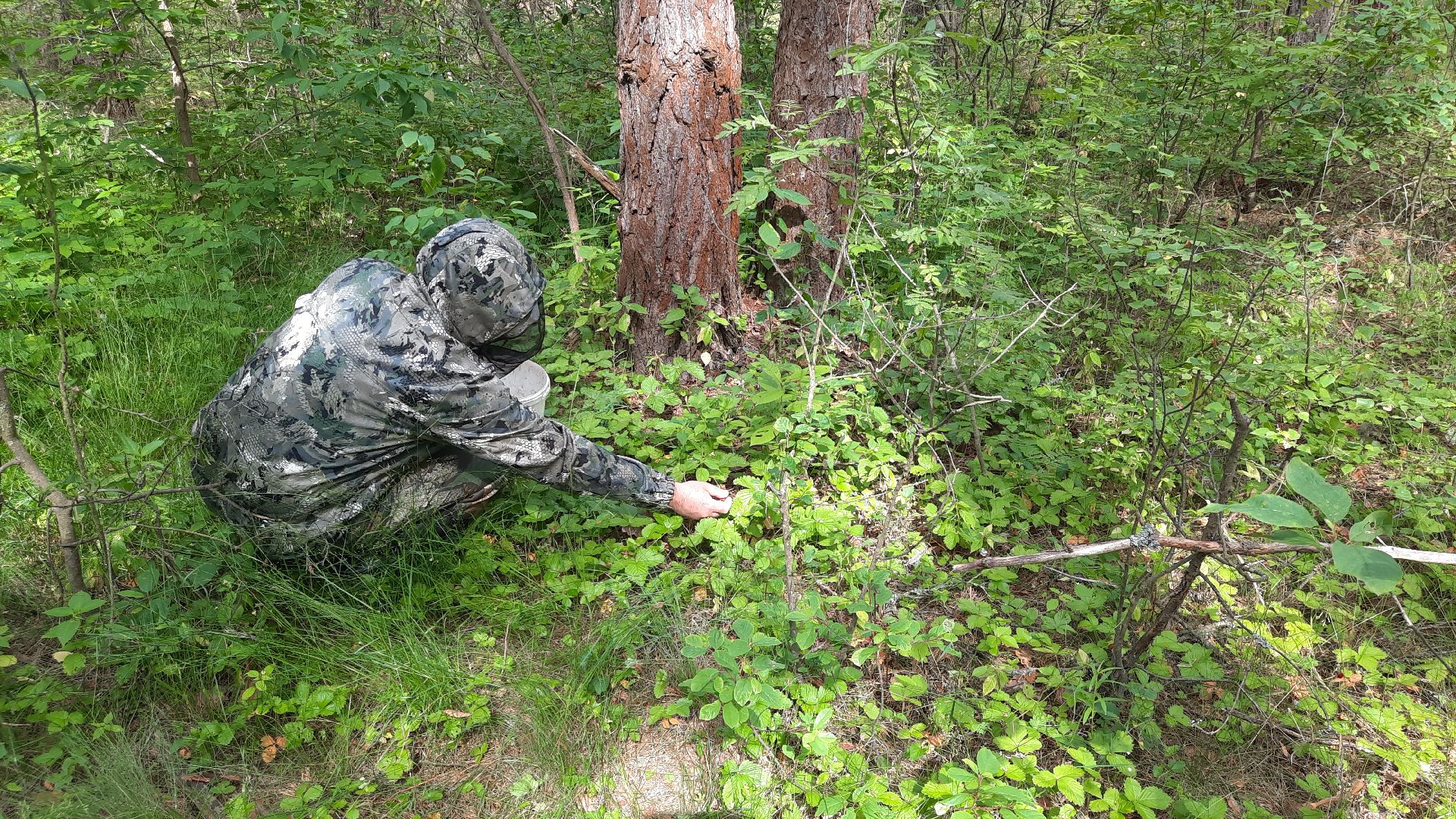 #шатура, #лес, #земляника, #торфяники, #природа, #клубничка