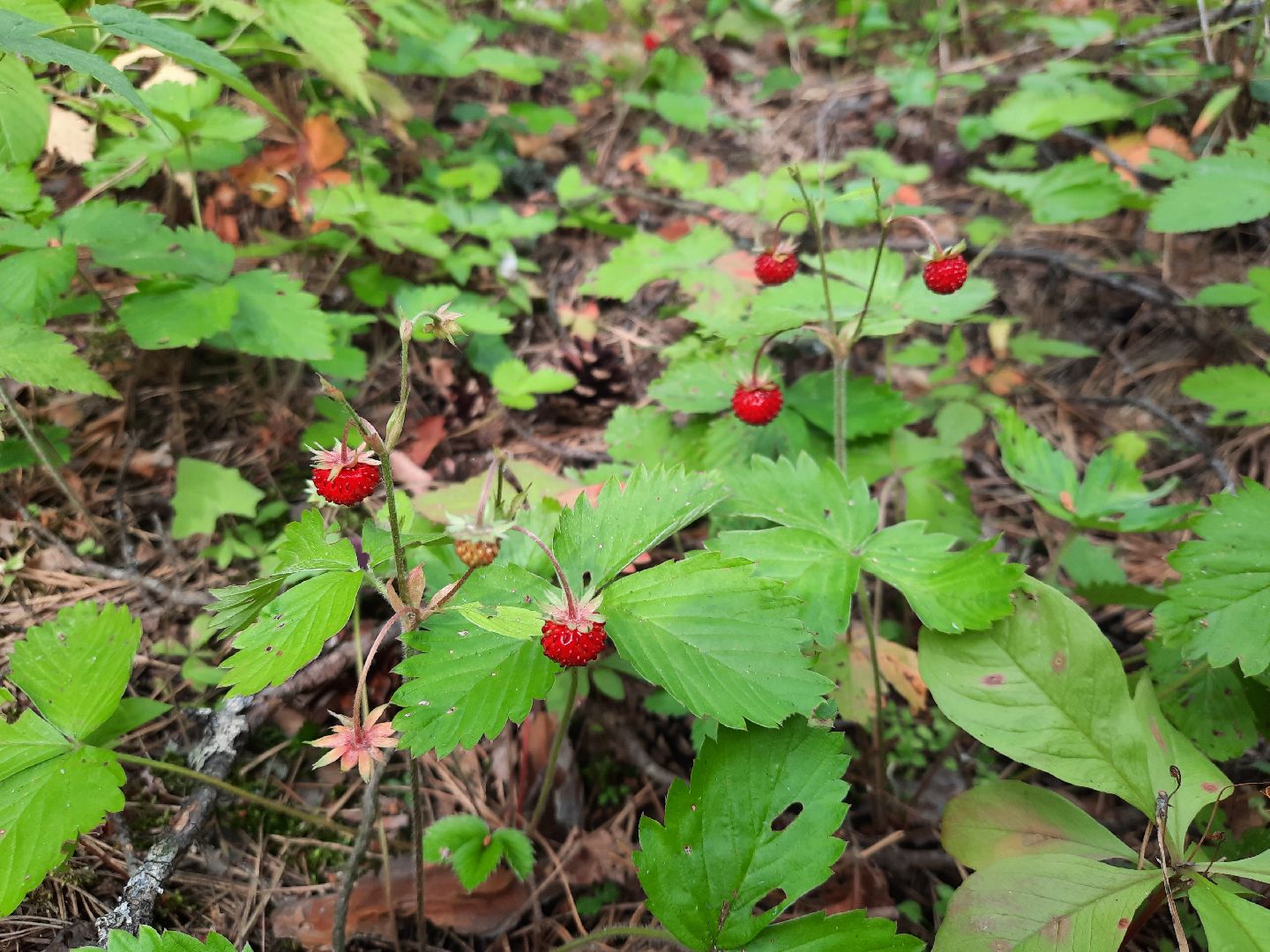 #шатура, #лес, #земляника, #торфяники, #природа, #клубничка