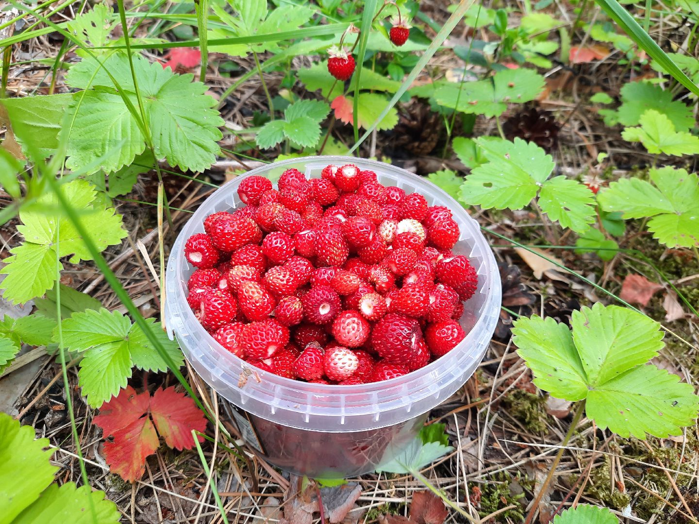 #шатура, #лес, #земляника, #торфяники, #природа, #клубничка