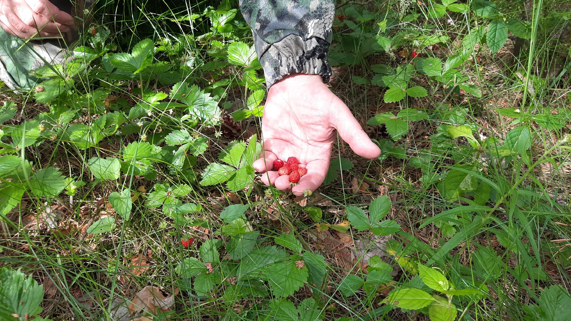 #шатура, #лес, #земляника, #торфяники, #природа, #клубничка