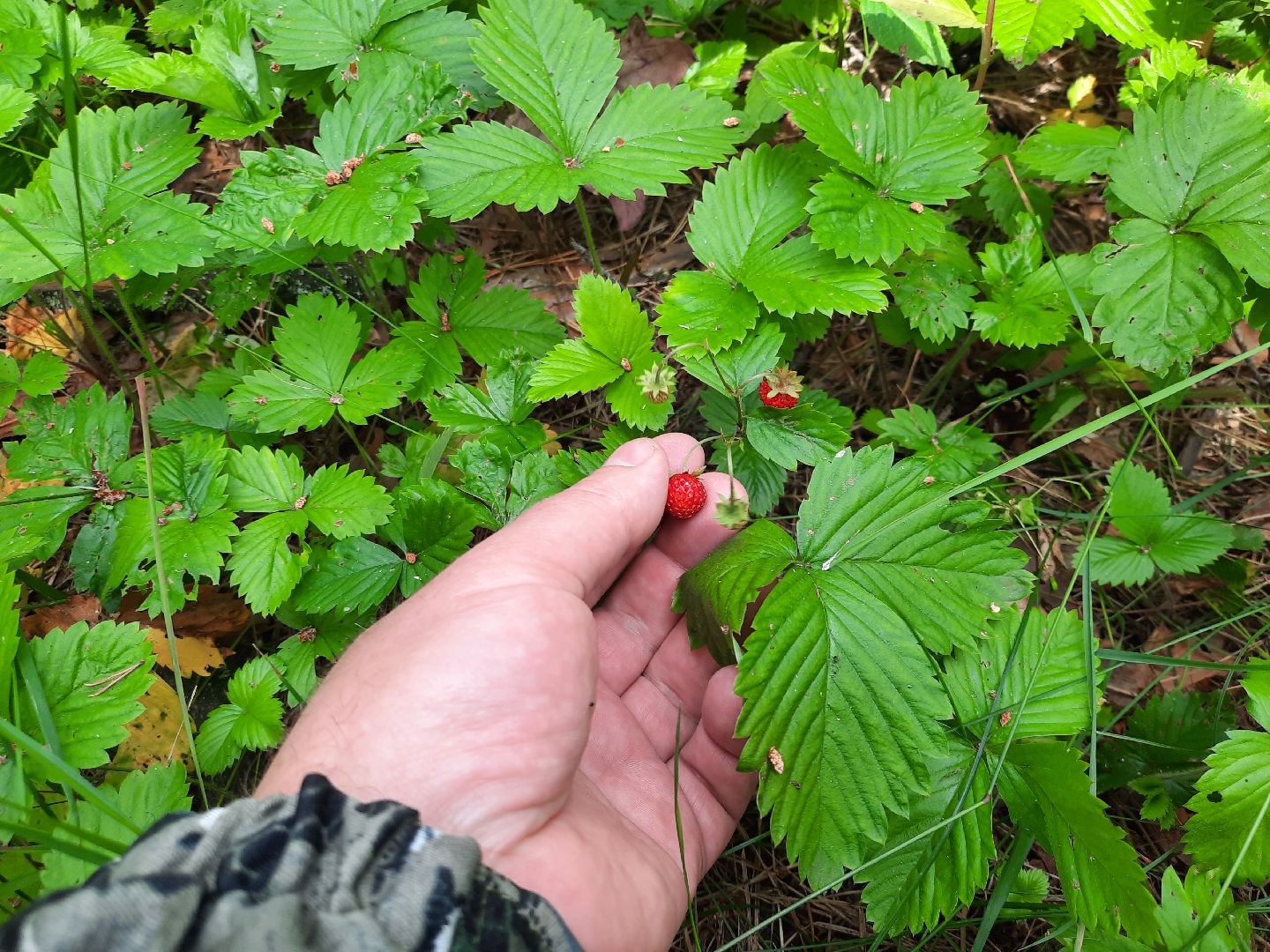 #шатура, #лес, #земляника, #торфяники, #природа, #клубничка