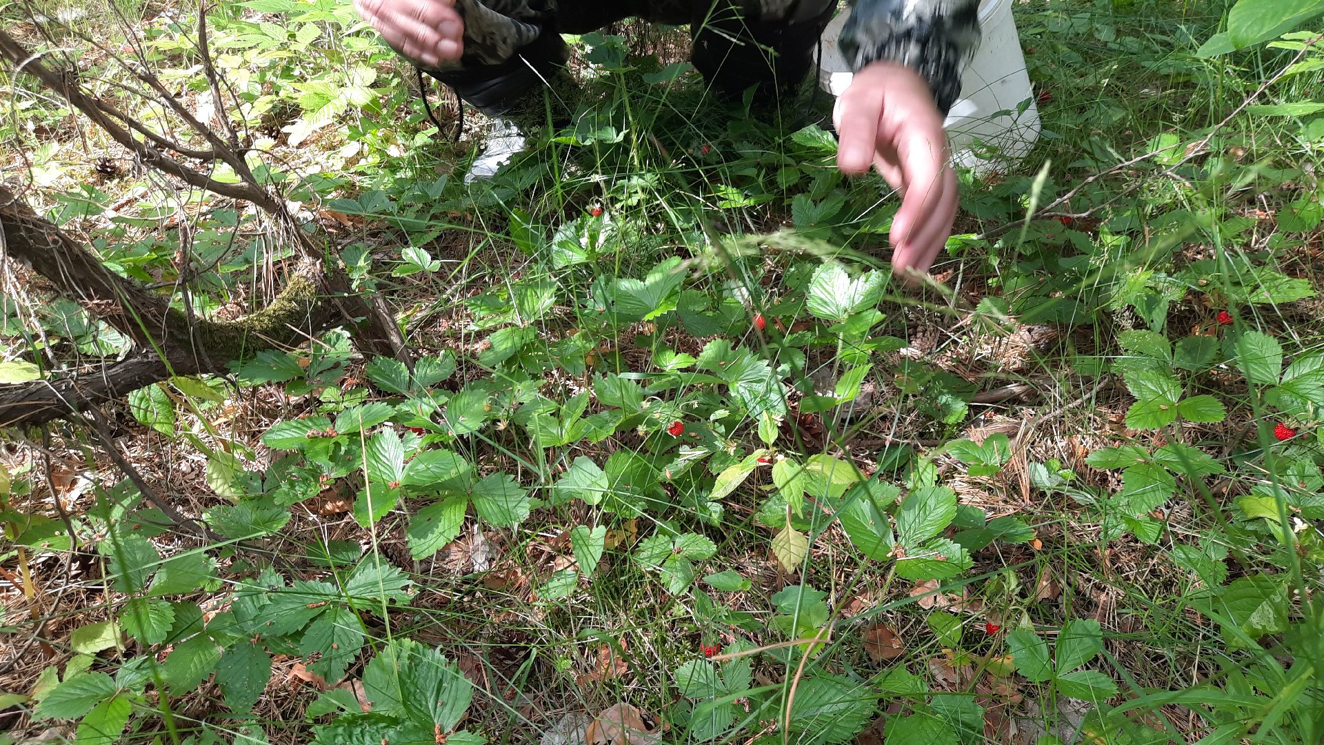 #шатура, #лес, #земляника, #торфяники, #природа, #клубничка