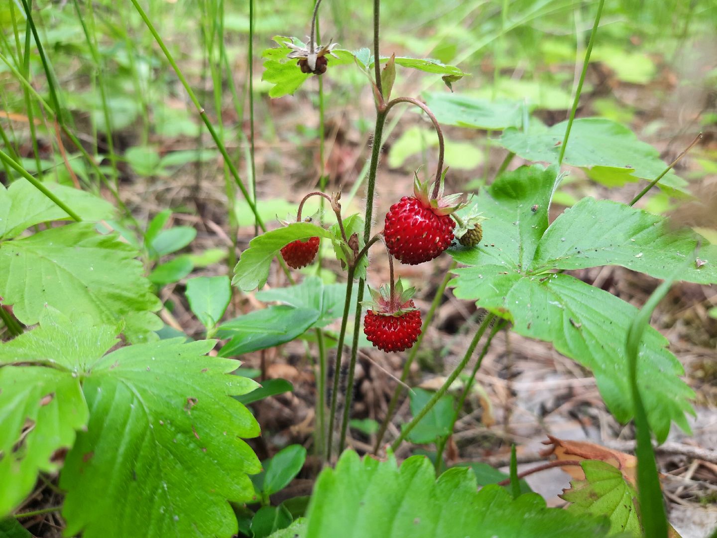 #шатура, #лес, #земляника, #торфяники, #природа, #клубничка