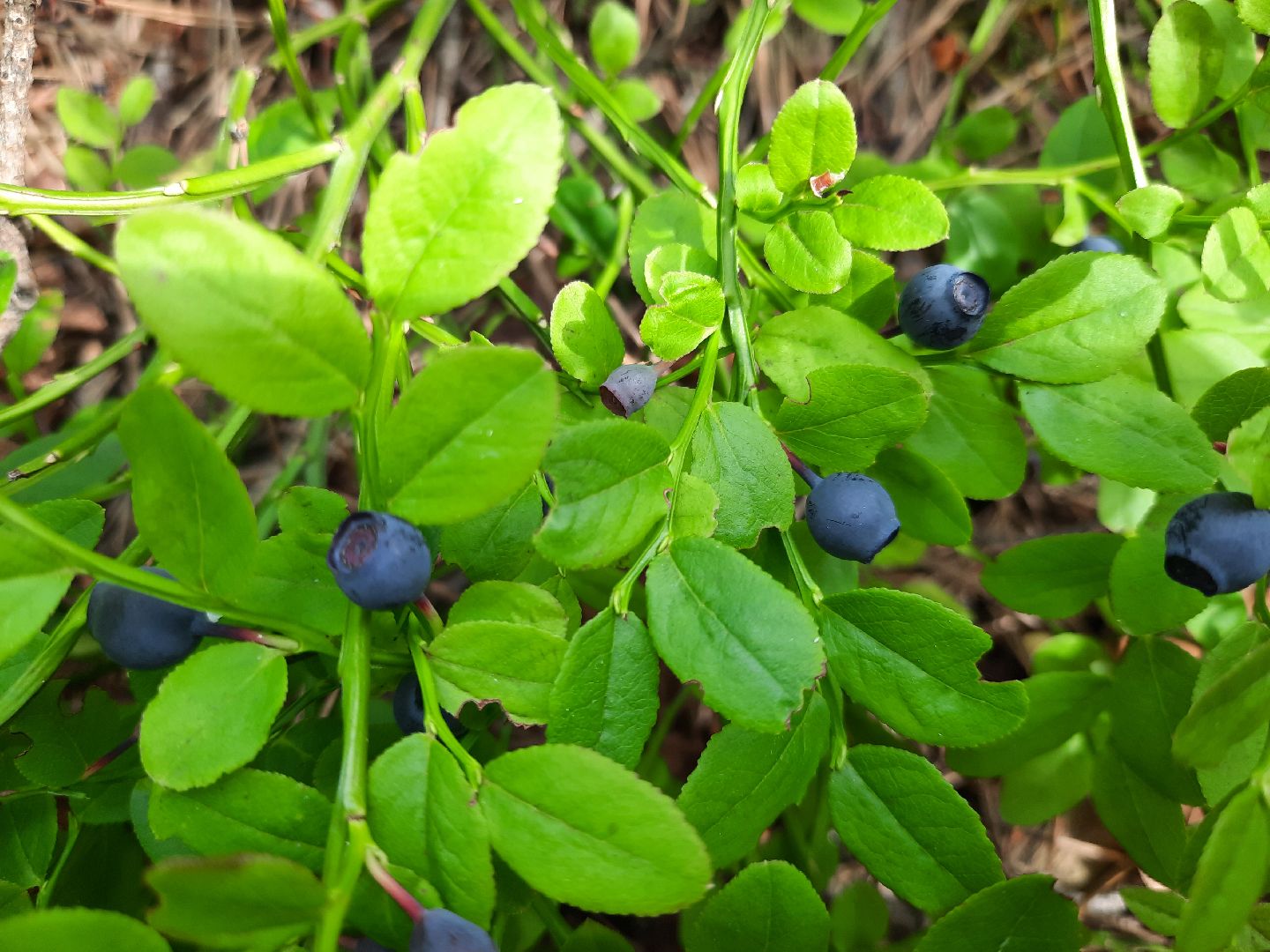 #шатура, #лес, #черника, #торфяники, #природа, #ягодка