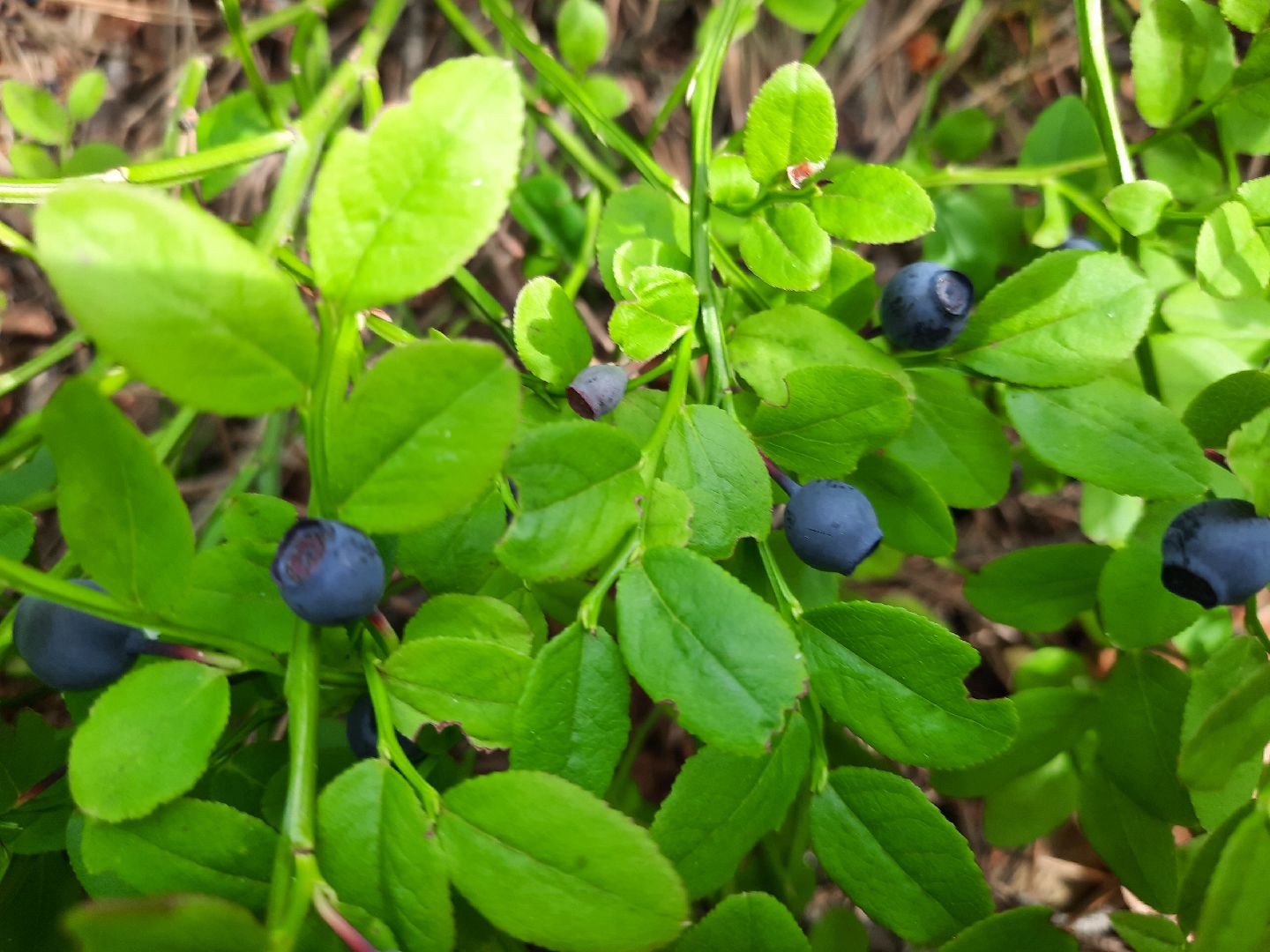 #шатура, #лес, #черника, #торфяники, #природа, #ягодка