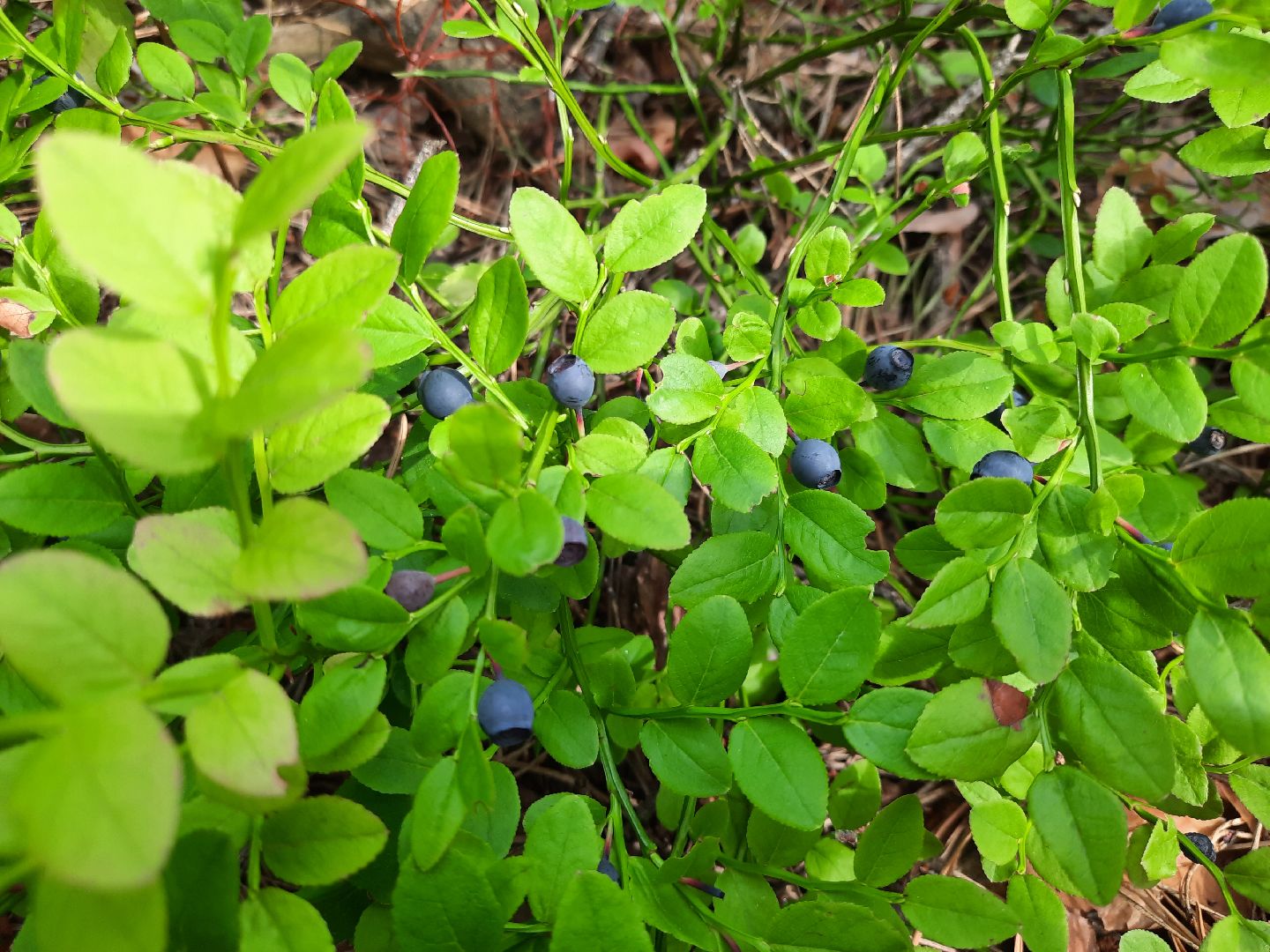 #шатура, #лес, #черника, #торфяники, #природа, #ягодка