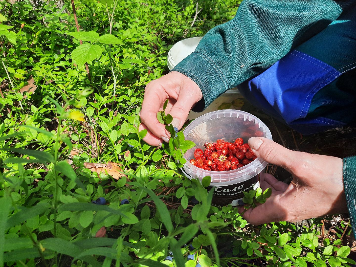 #шатура, #лес, #черника, #торфяники, #природа, #ягодка