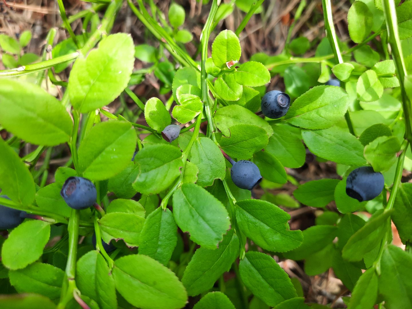 #шатура, #лес, #черника, #торфяники, #природа, #ягодка