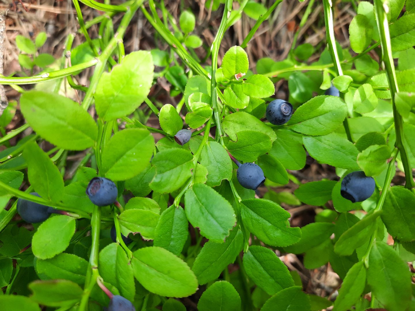 #шатура, #лес, #черника, #торфяники, #природа, #ягодка