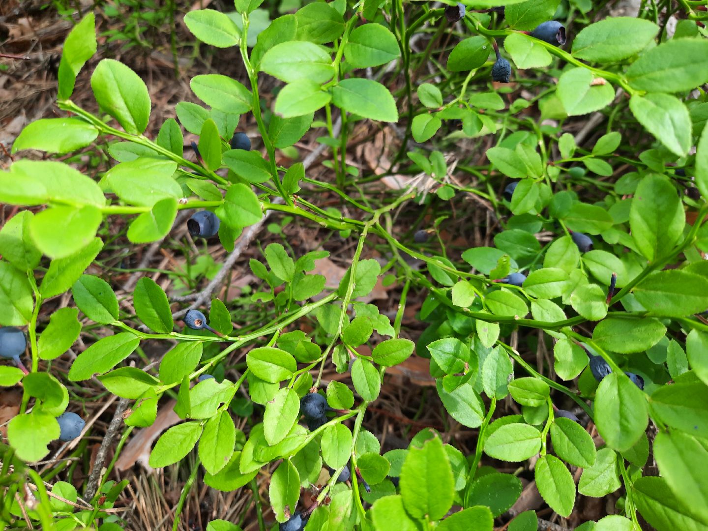 #шатура, #лес, #черника, #торфяники, #природа, #ягодка