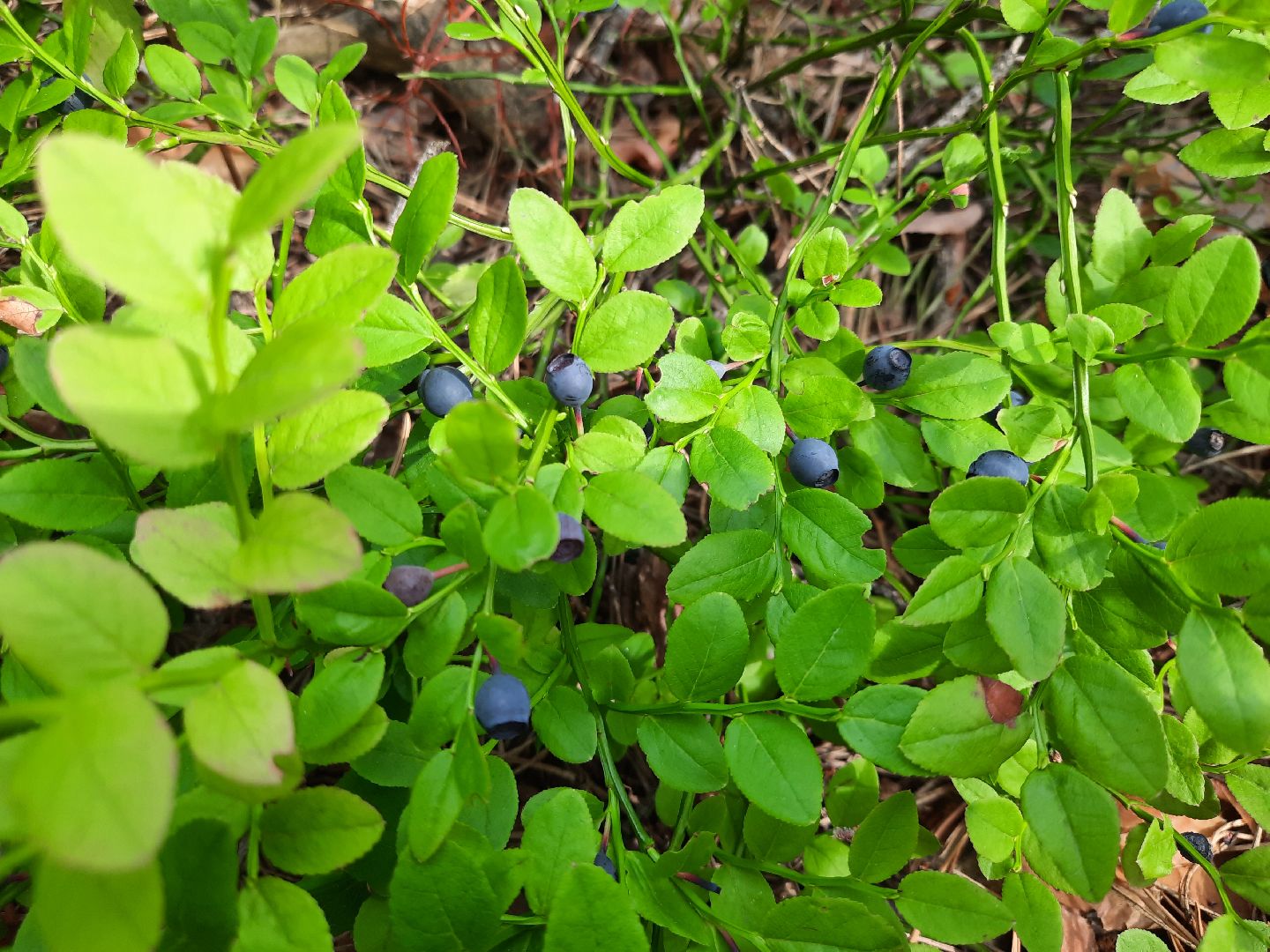 #шатура, #лес, #черника, #торфяники, #природа, #ягодка