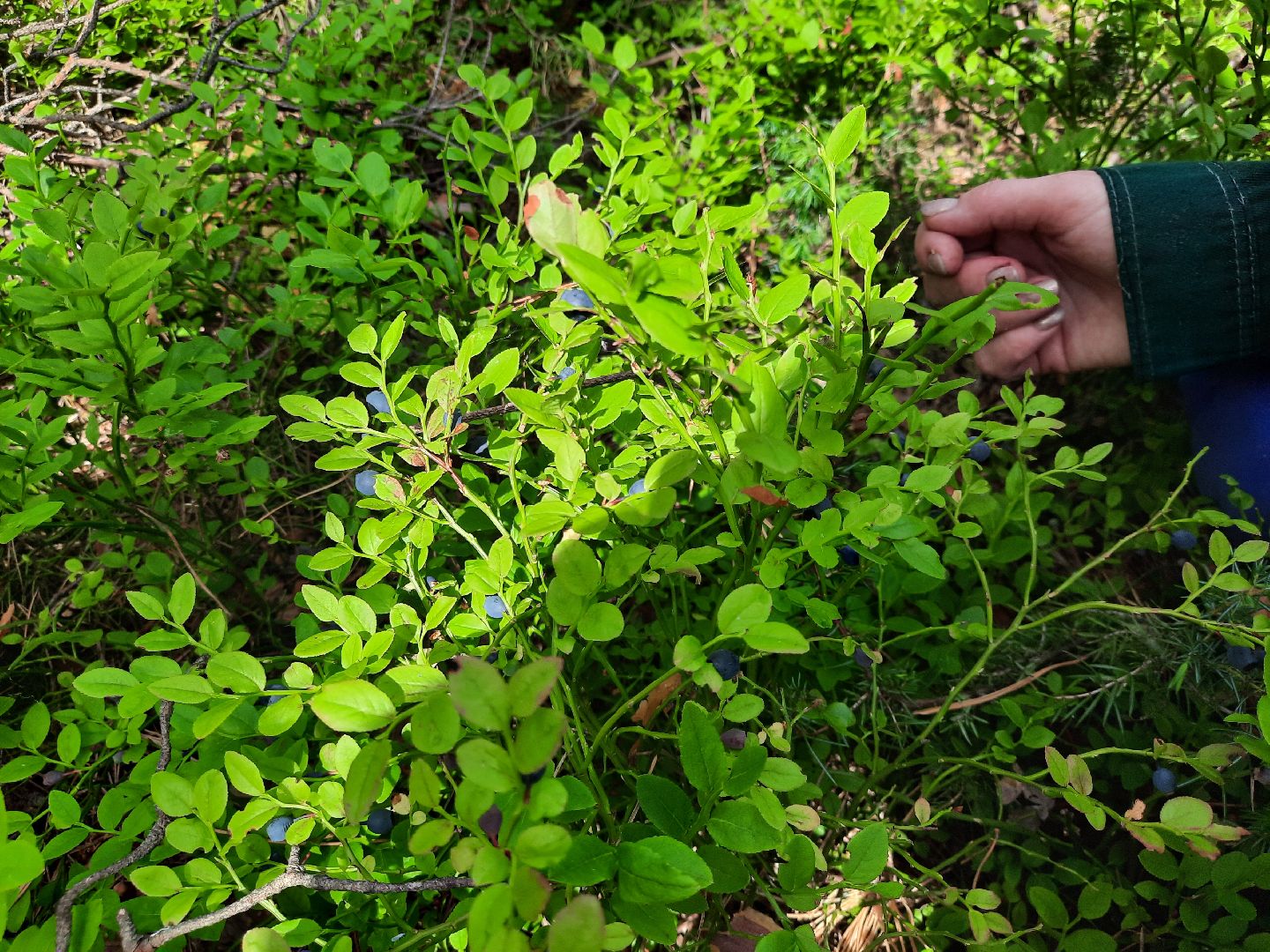 #шатура, #лес, #черника, #торфяники, #природа, #ягодка