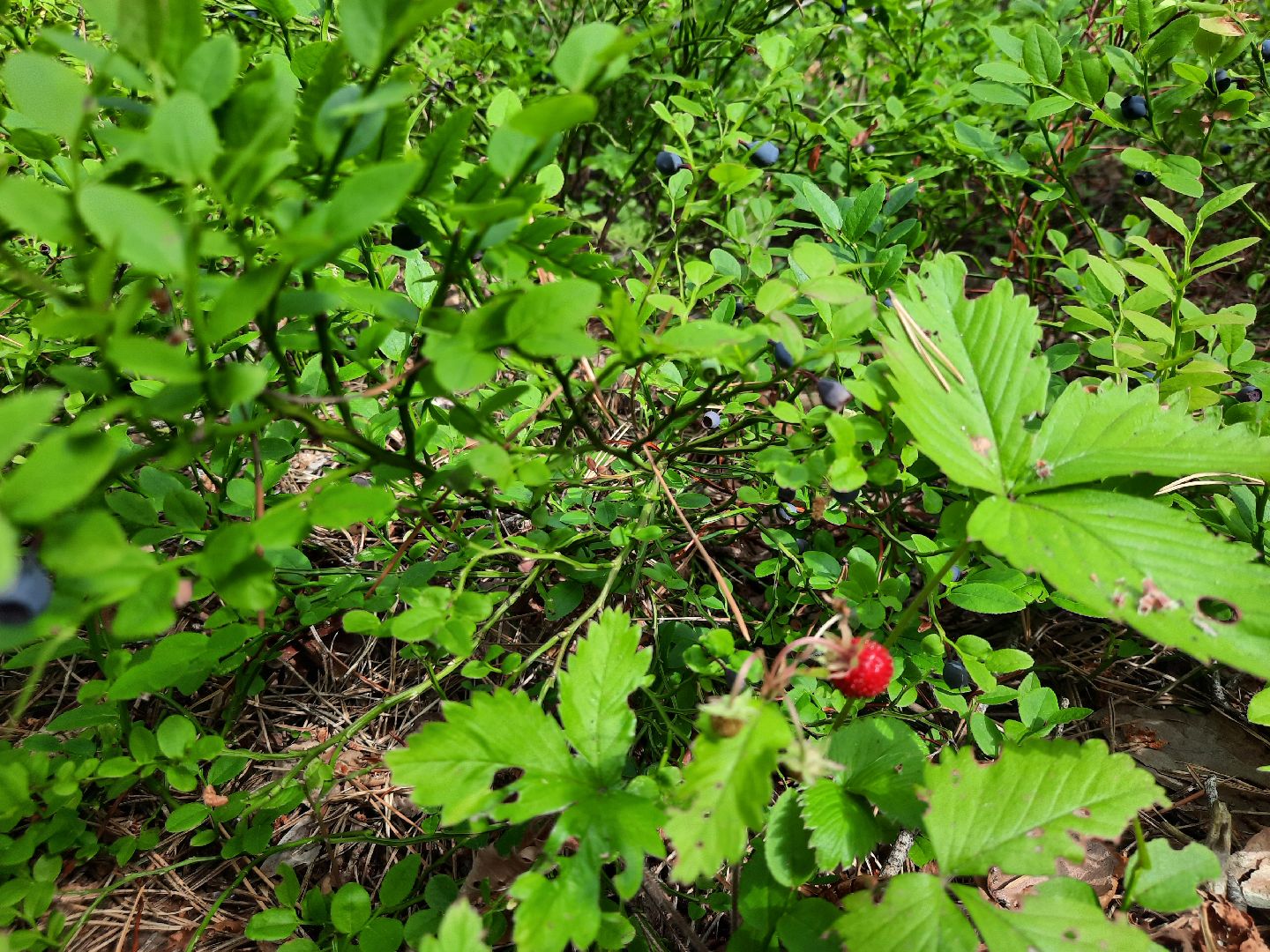 #шатура, #лес, #черника, #торфяники, #природа, #ягодка