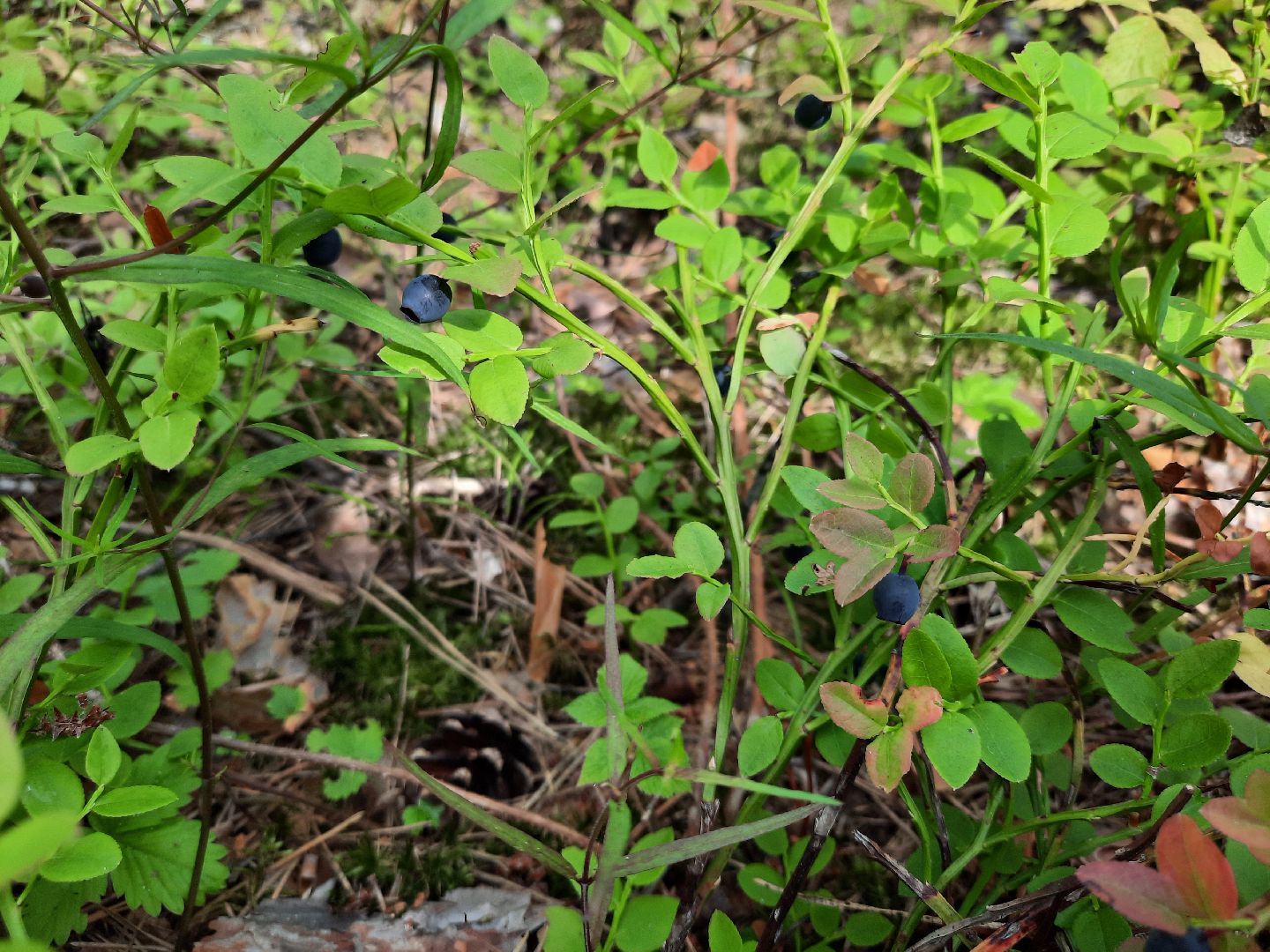 #шатура, #лес, #черника, #торфяники, #природа, #ягодка