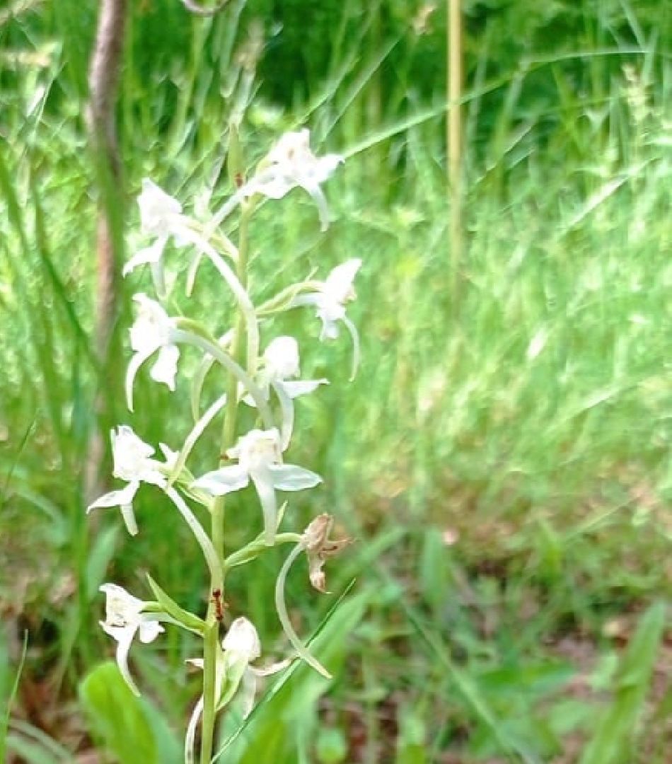 Красноармейск, Пушкинский, экология, Красная книга, русские орхидеи