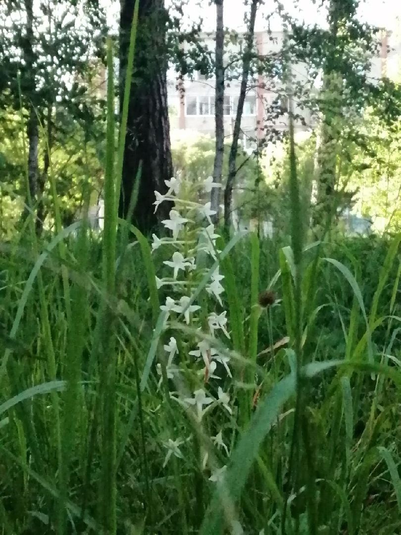 Красноармейск, Пушкинский, экология, Красная книга, русские орхидеи