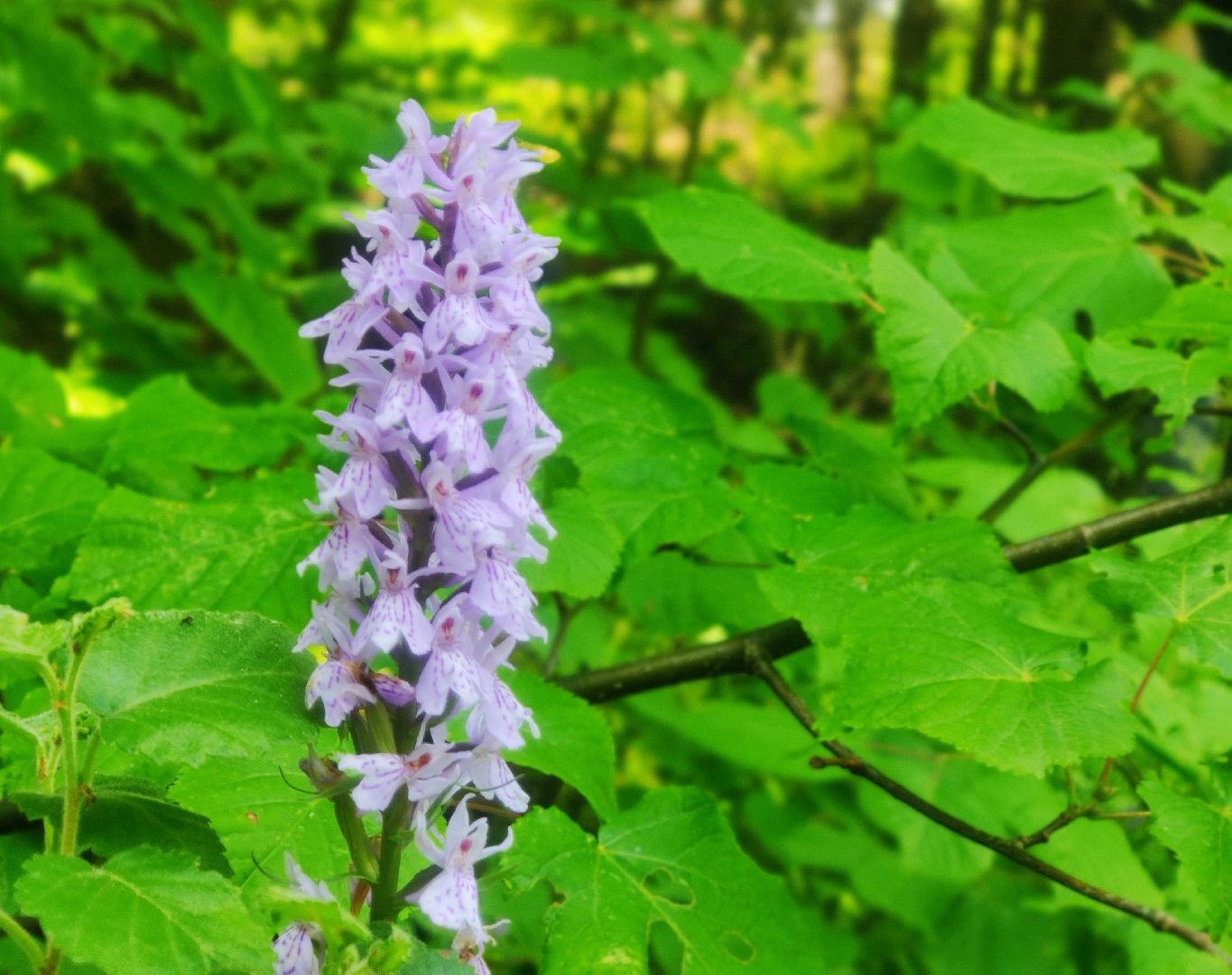 Красноармейск, Пушкинский, экология, Красная книга, русские орхидеи