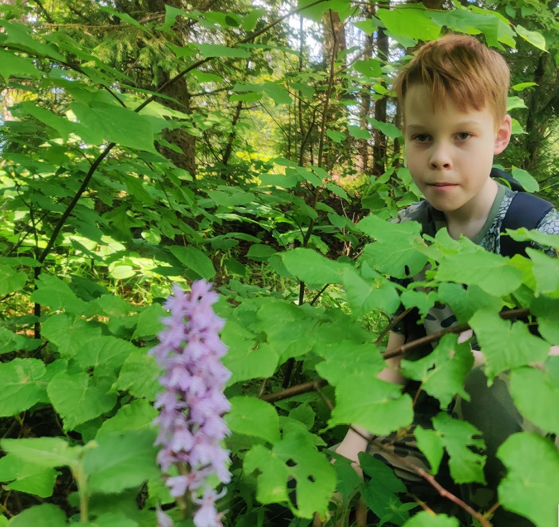 Красноармейск, Пушкинский, экология, Красная книга, русские орхидеи