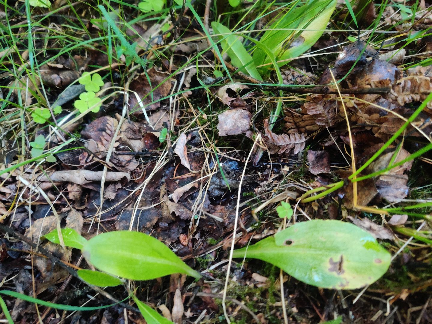 Красноармейск, Пушкинский, экология, Красная книга, русские орхидеи