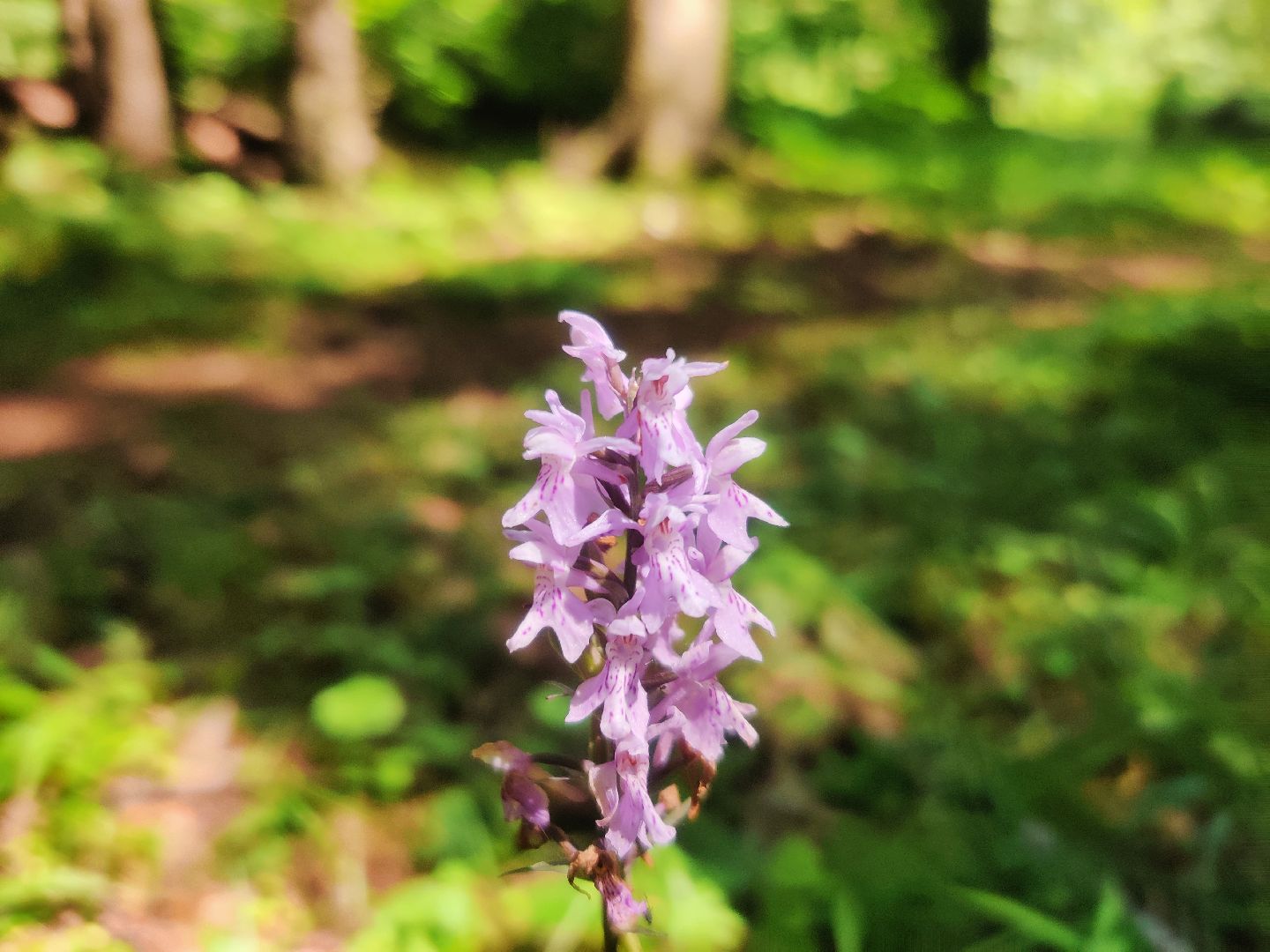 Красноармейск, Пушкинский, экология, Красная книга, русские орхидеи