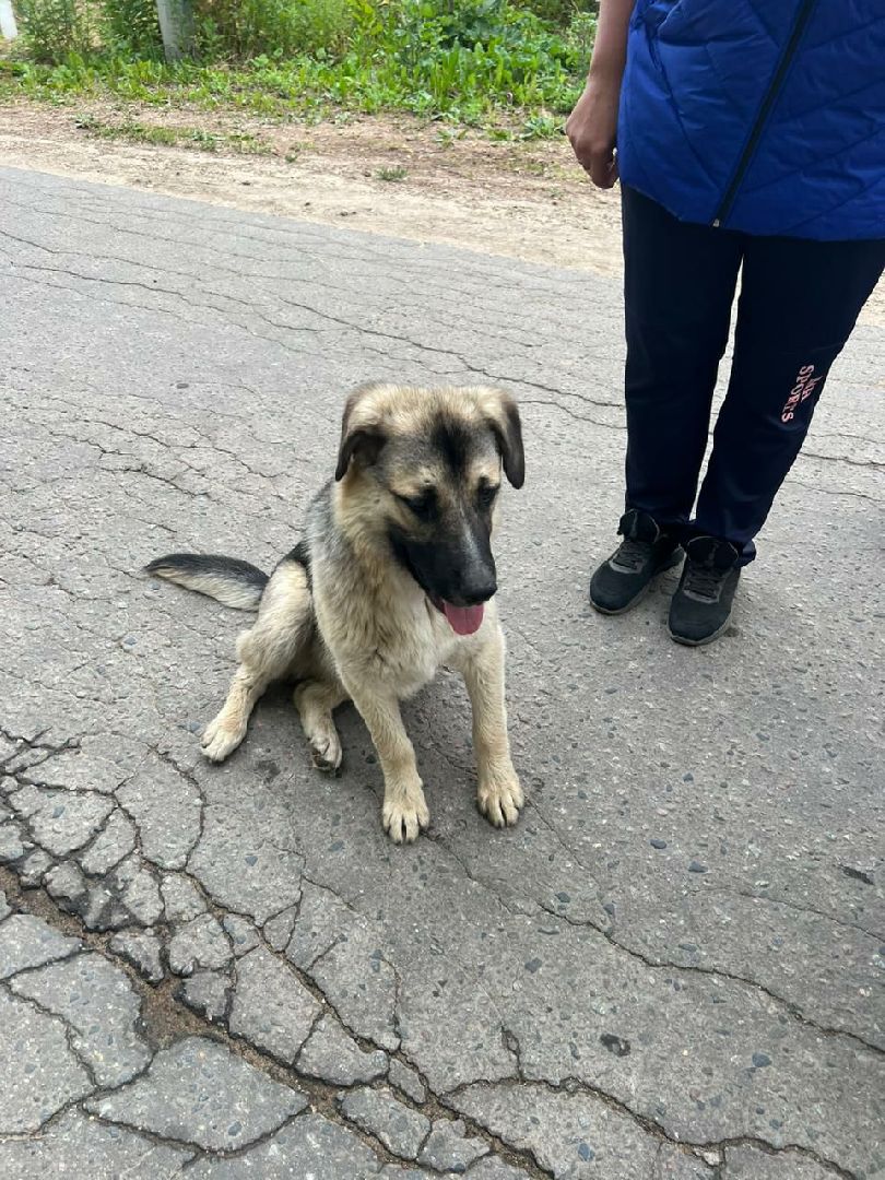 Истра, собака, пёс, помощь