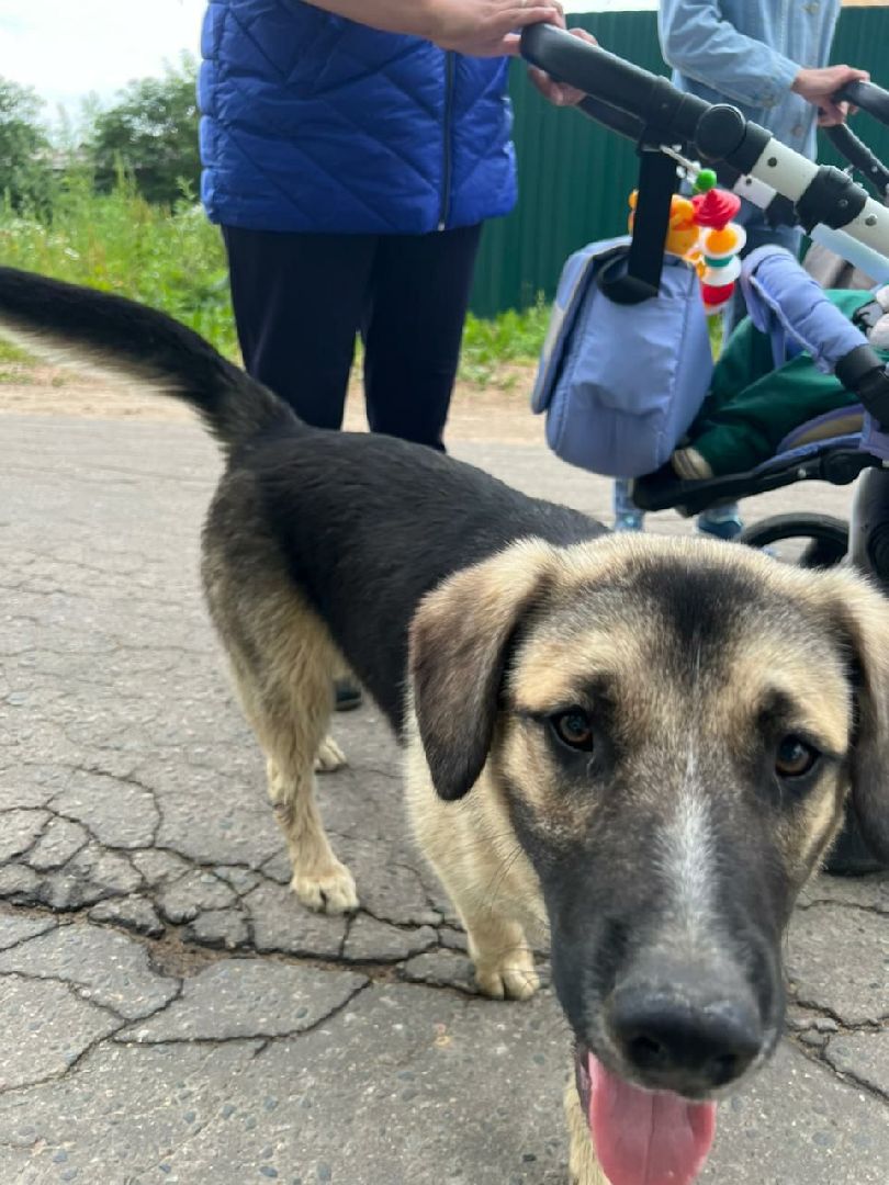 Истра, собака, пёс, помощь