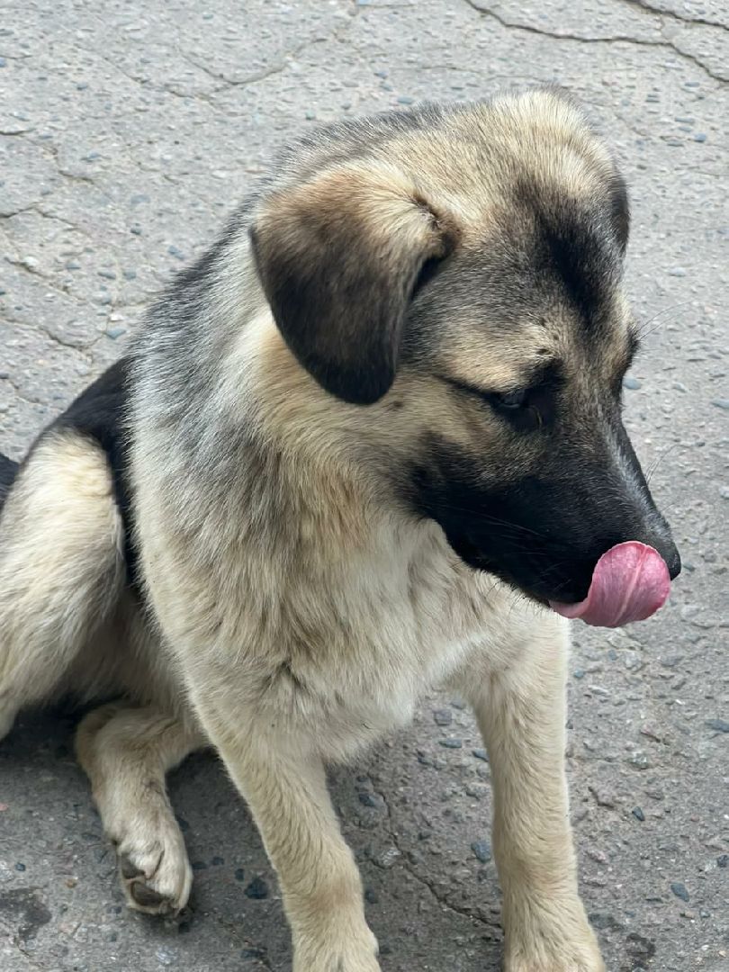 Истра, собака, пёс, помощь