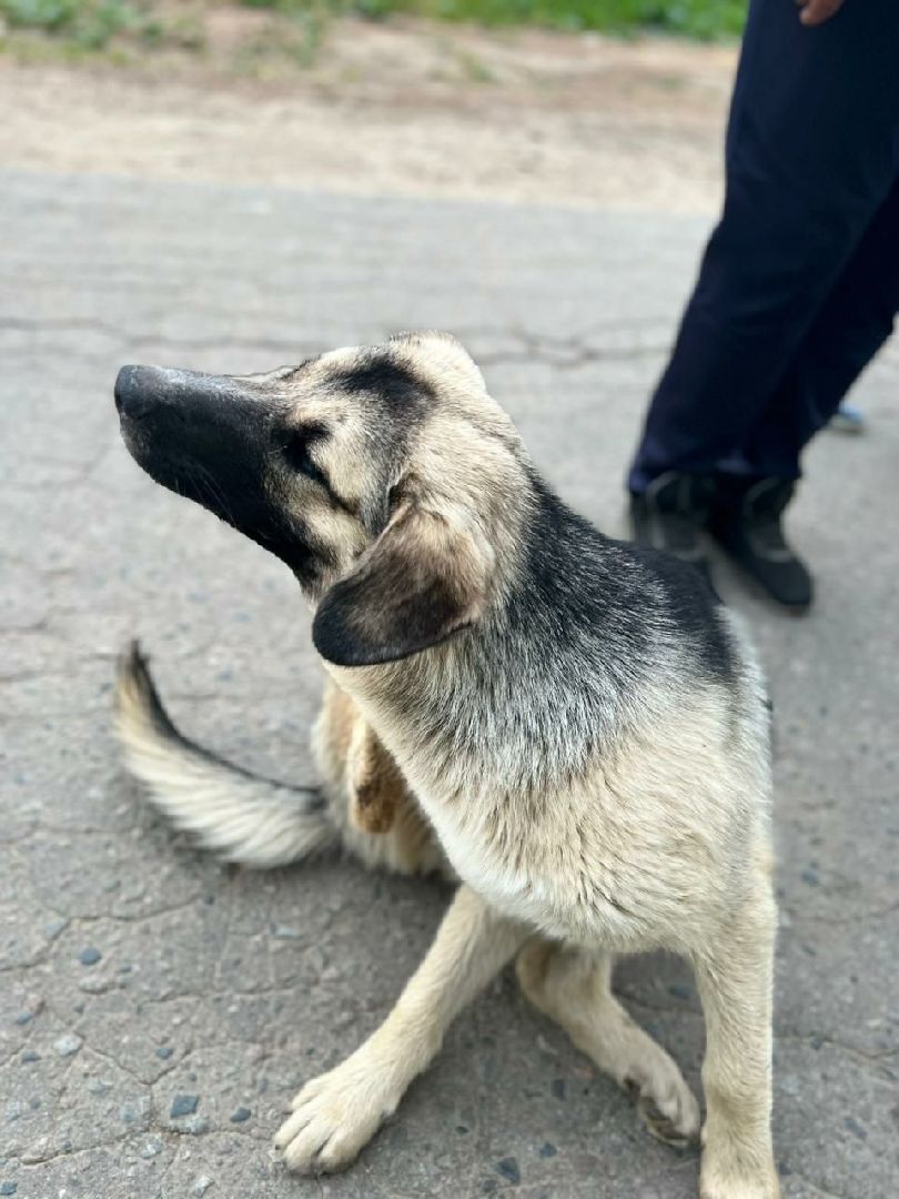 Истра, собака, пёс, помощь