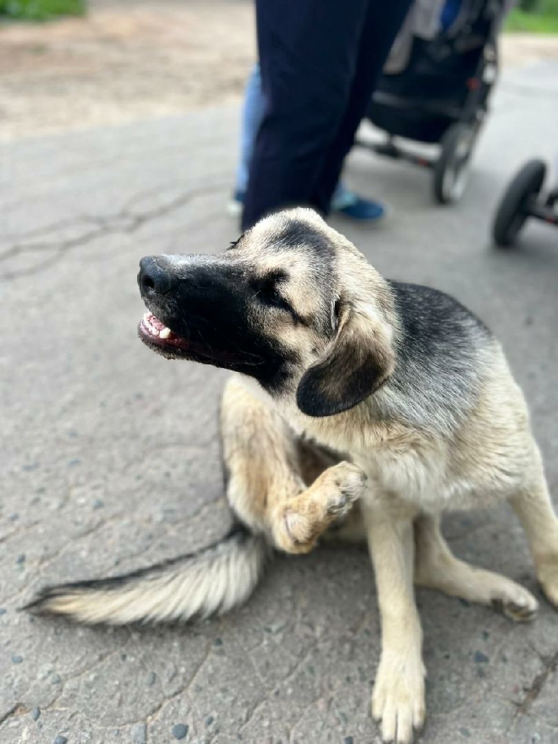 Истра, собака, пёс, помощь