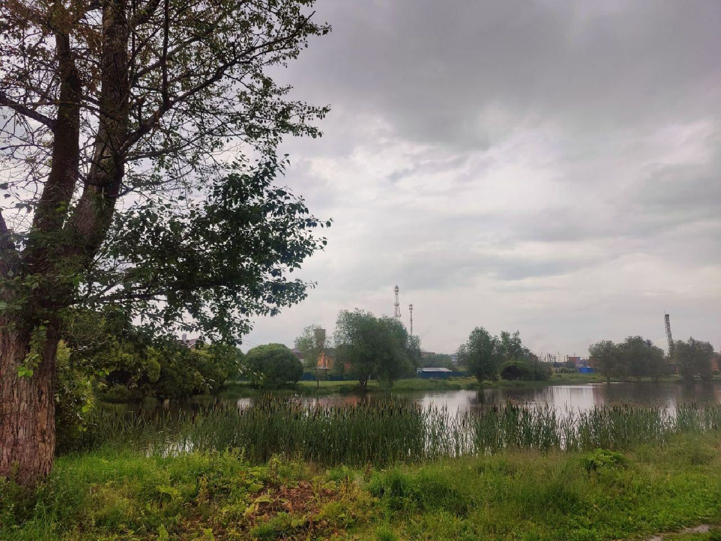 Истра, собака, пёс, помощь