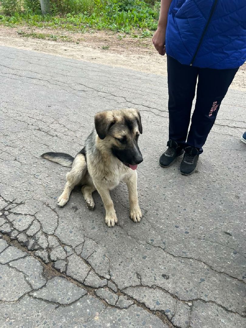 Истра, собака, пёс, помощь