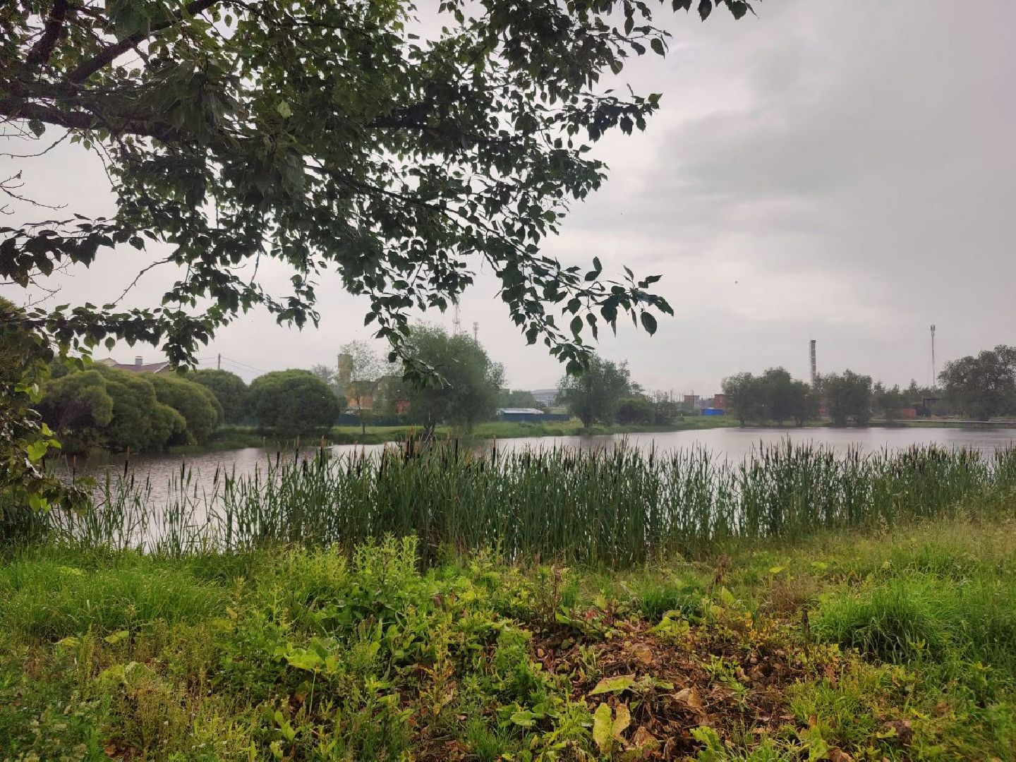 Истра, собака, пёс, помощь