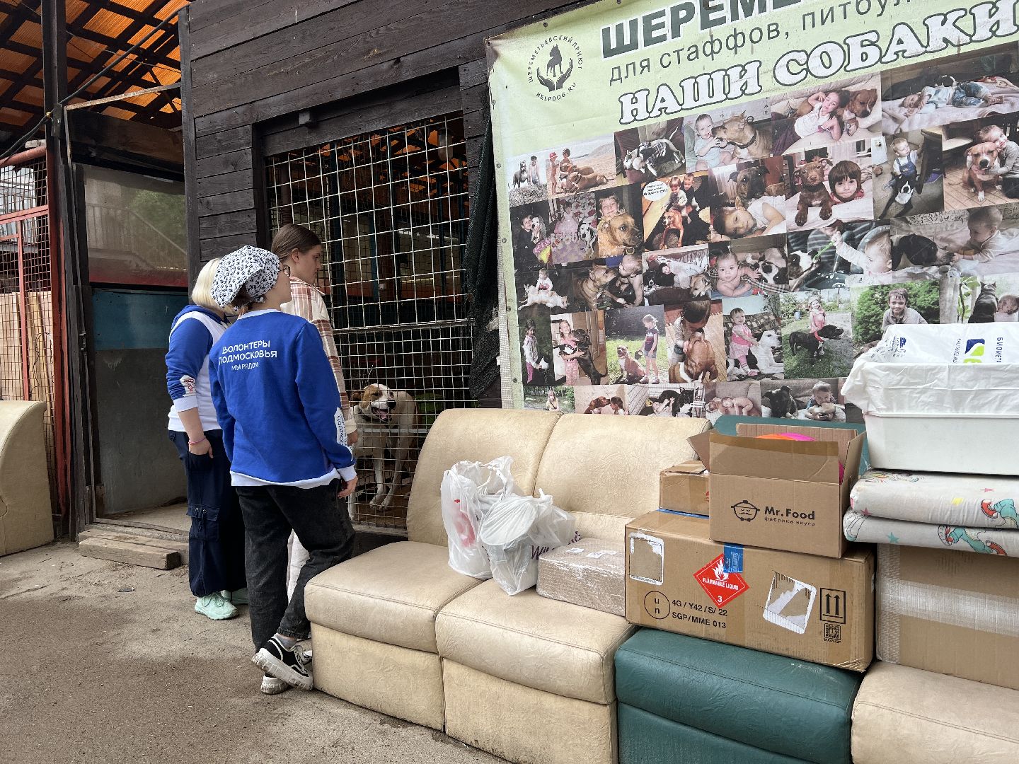 Химки, Волонтеры Подмосковья, приют, собаки