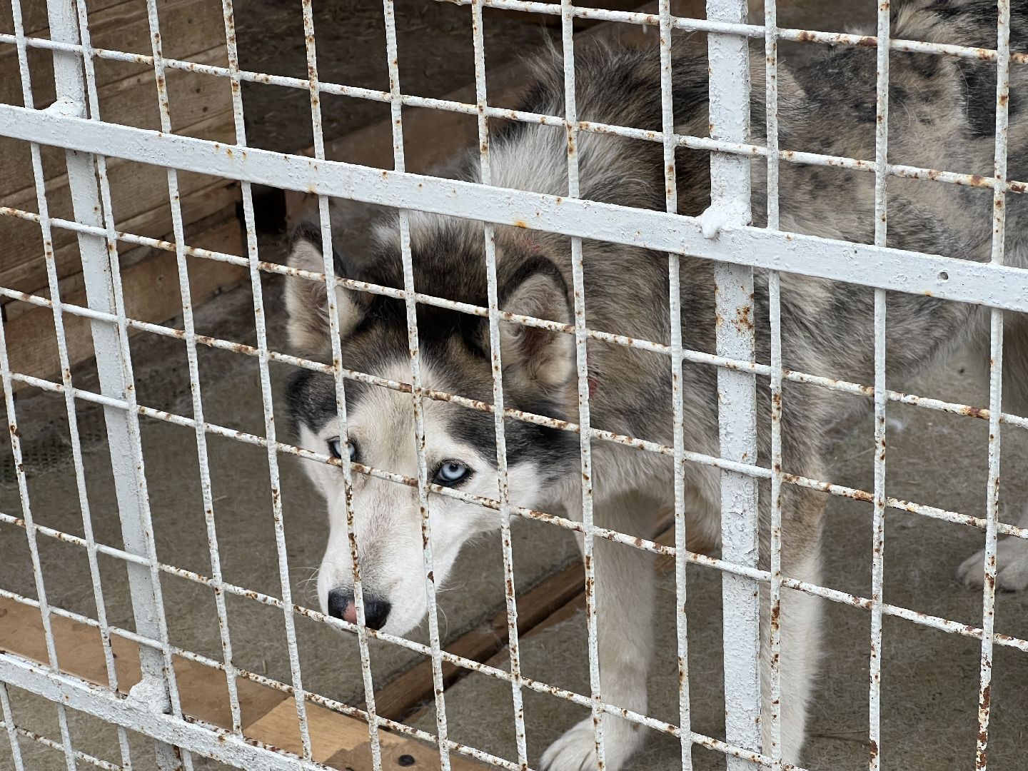 Химки, Волонтеры Подмосковья, приют, собаки