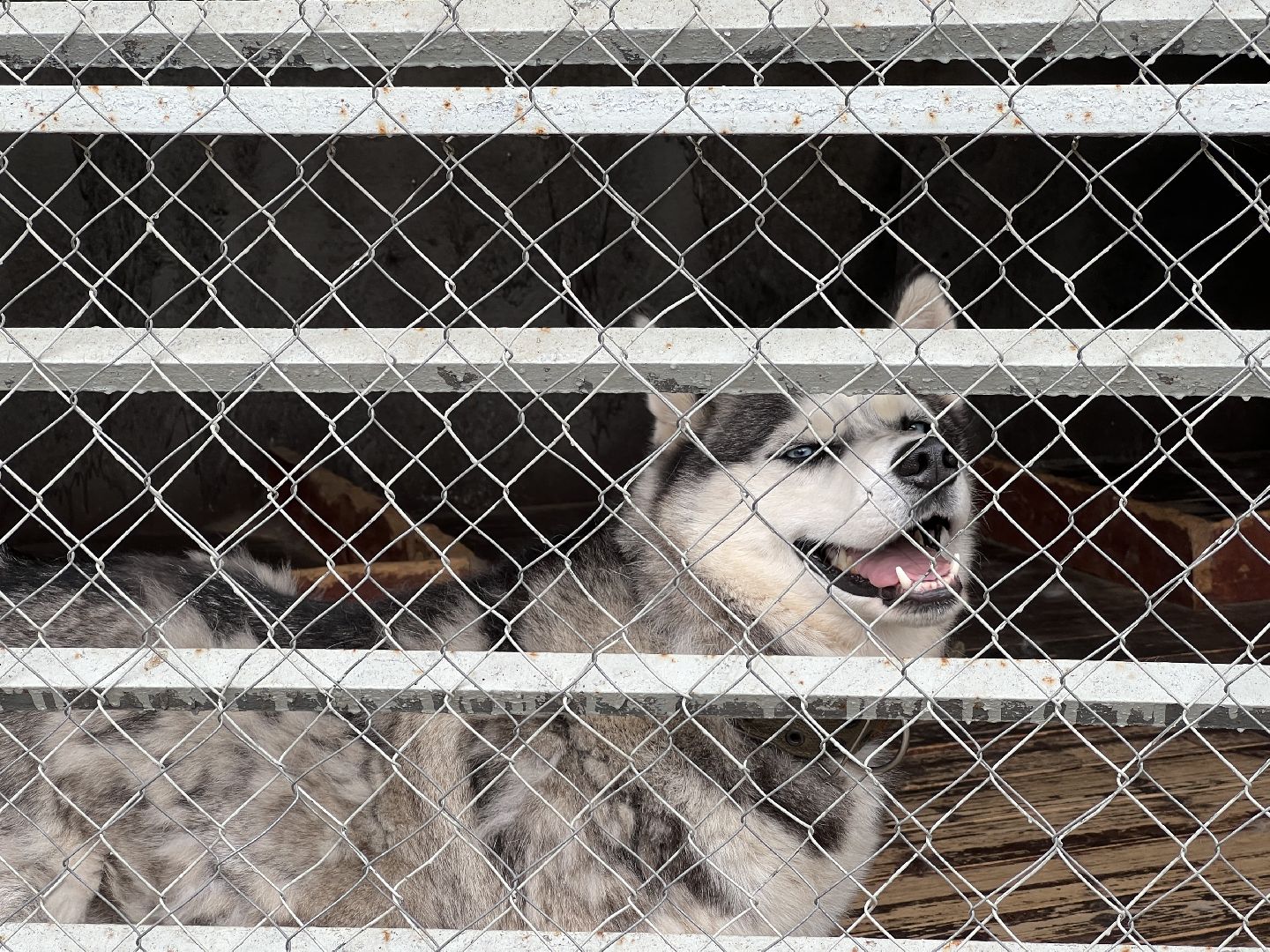 Химки, Волонтеры Подмосковья, приют, собаки