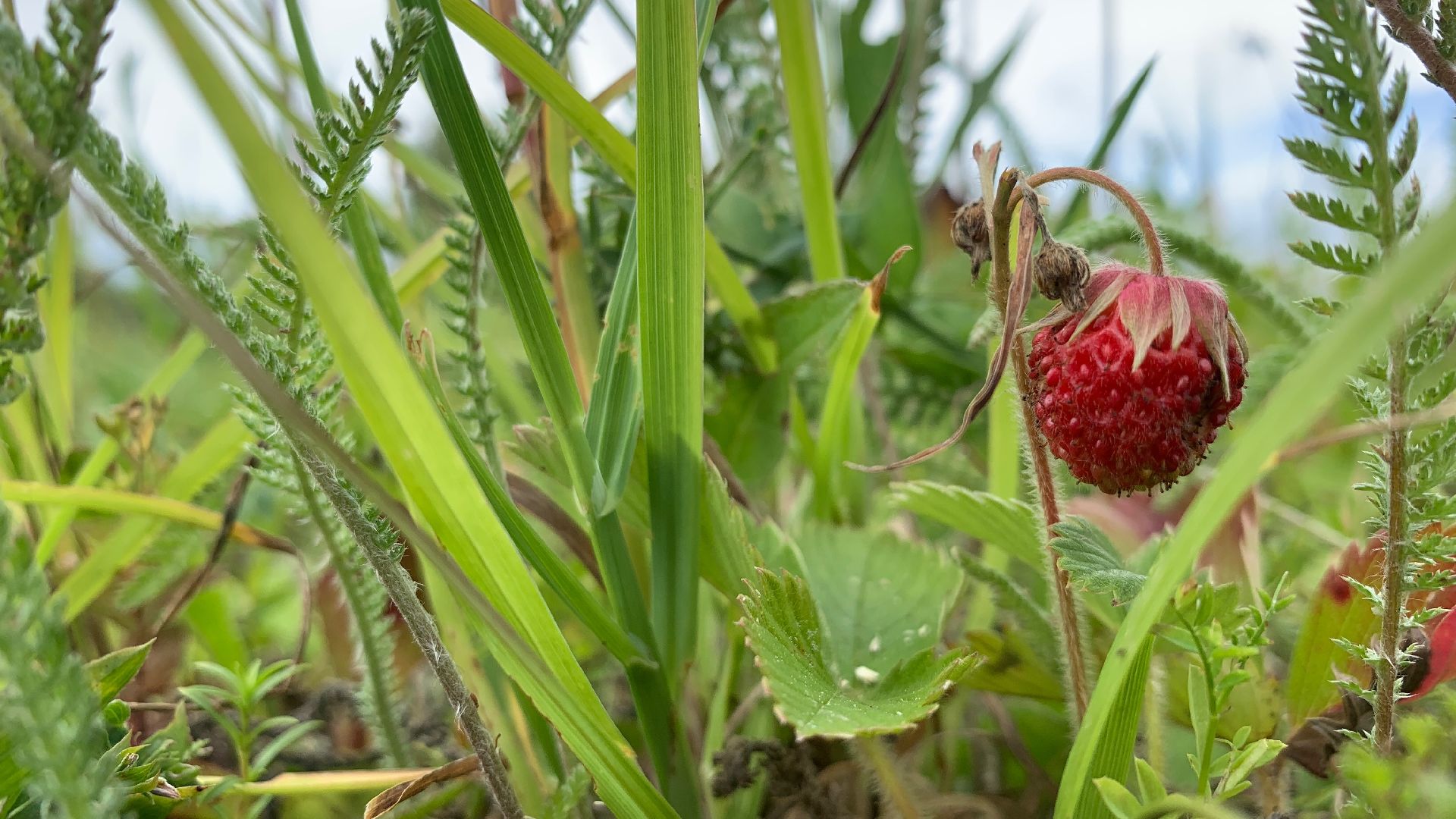 Кашира, Банный Спас, здоровье, фестиваль