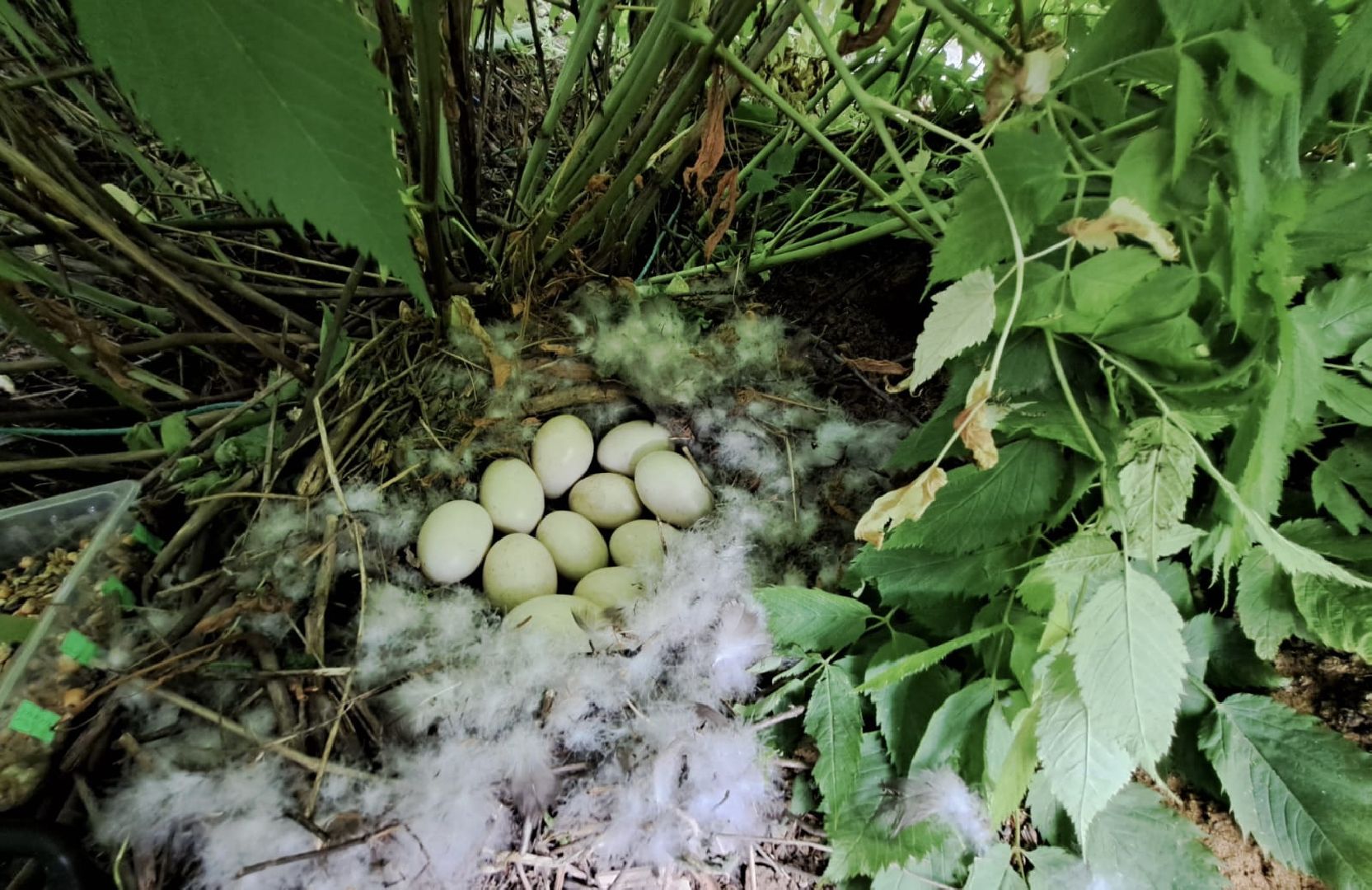 Одинцово, Утиные истории, Экология, Подмосковье