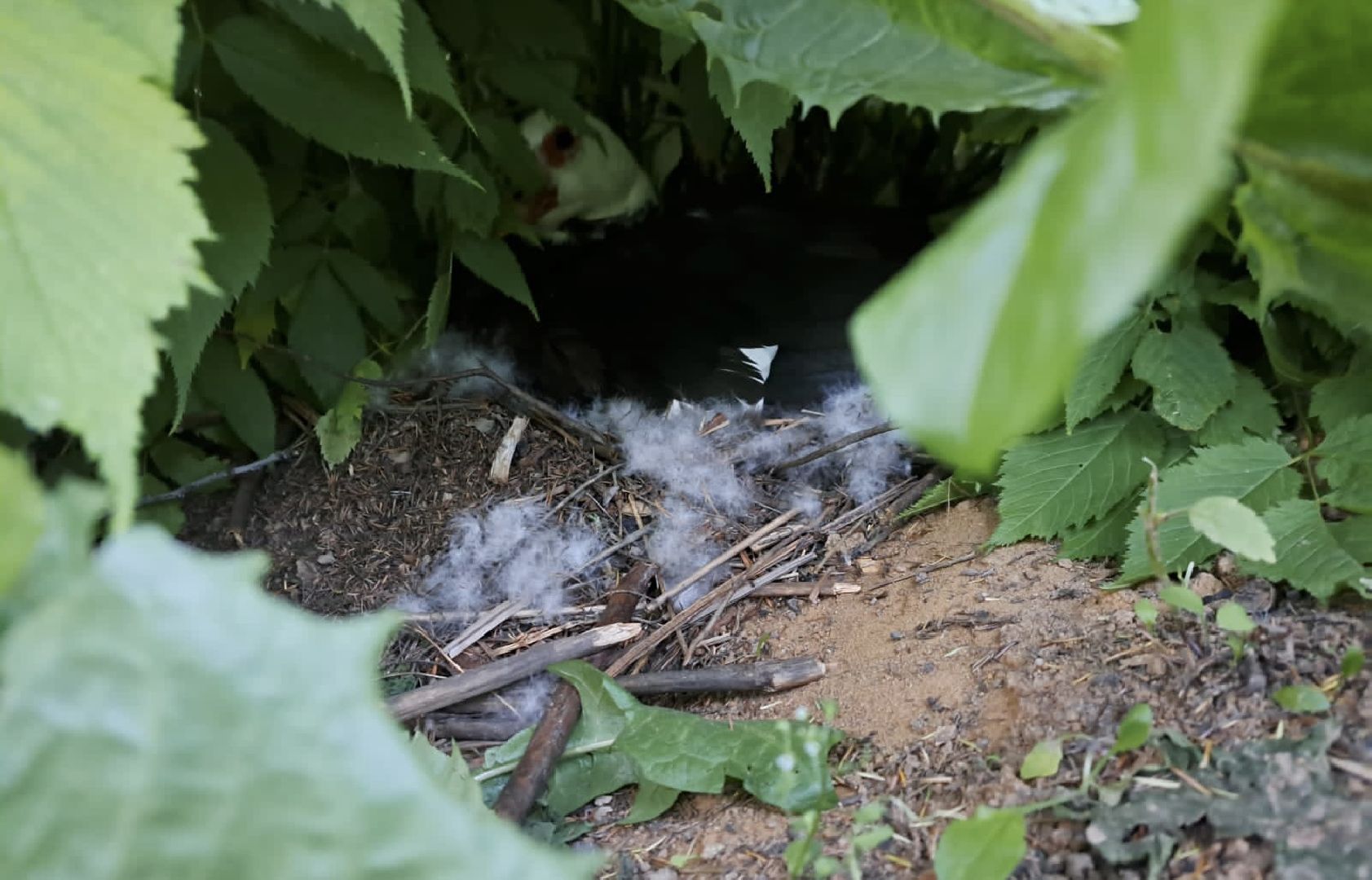 Одинцово, Утиные истории, Экология, Подмосковье