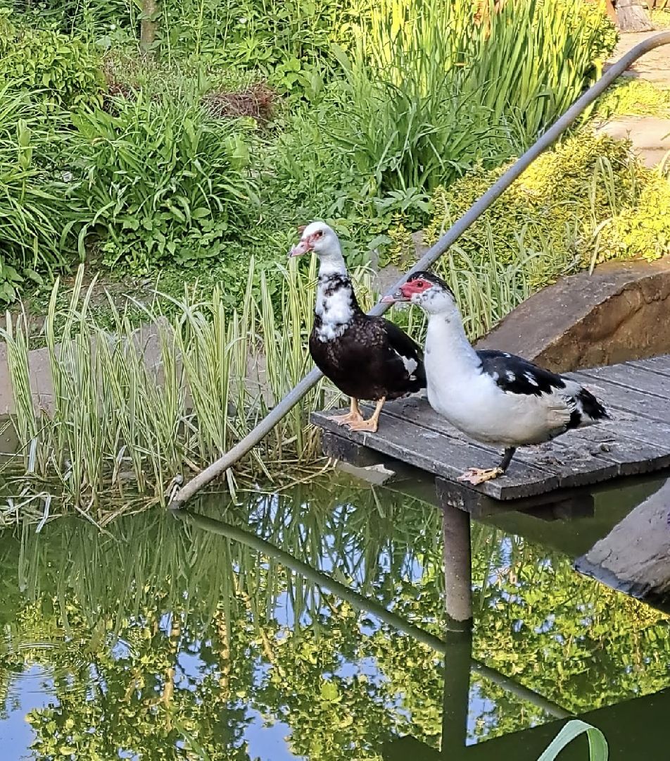 Одинцово, Утиные истории, Экология, Подмосковье