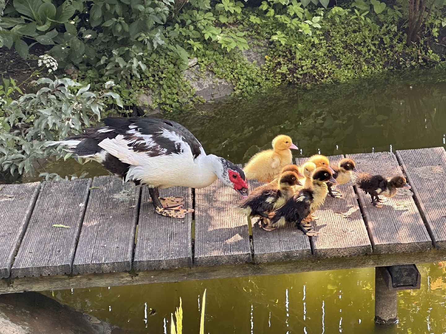 Одинцово, Утиные истории, Экология, Подмосковье