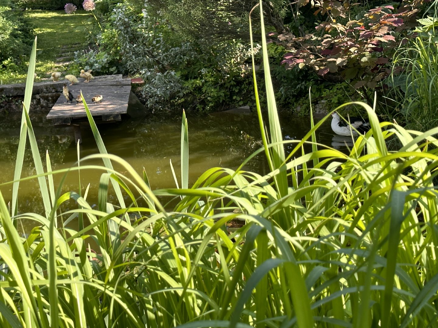 Одинцово, Утиные истории, Экология, Подмосковье