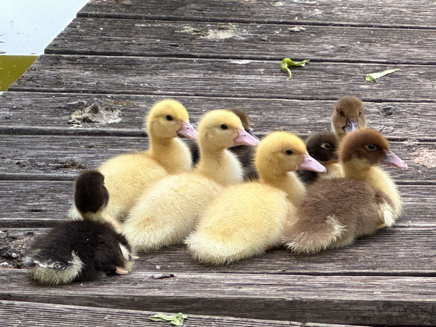 Одинцово, Утиные истории, Экология, Подмосковье