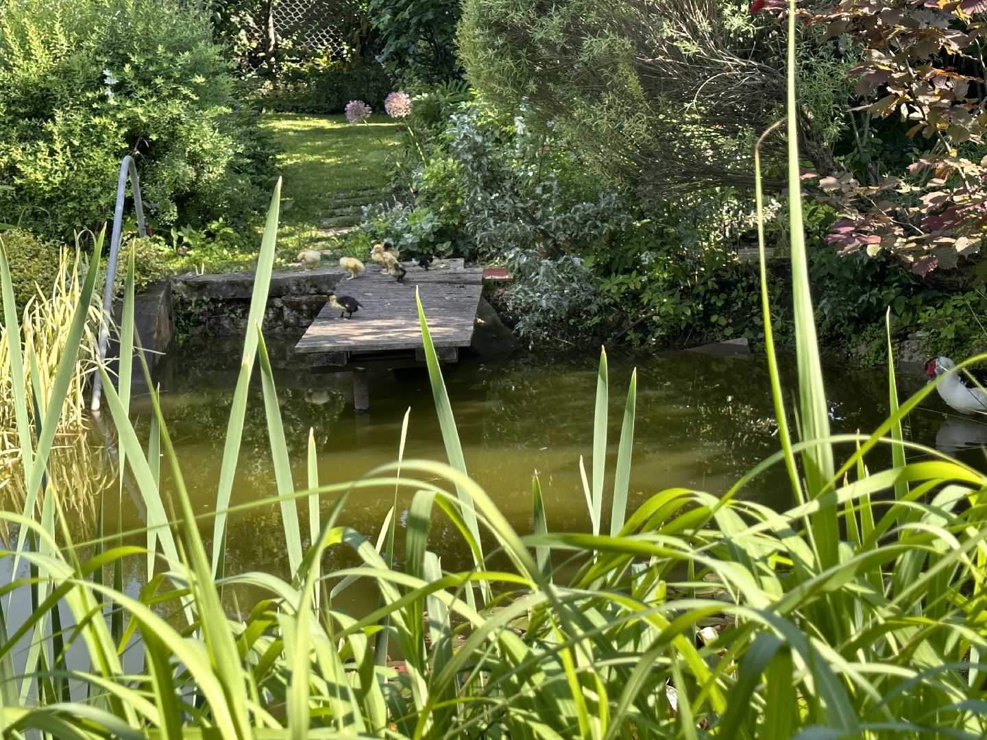 Одинцово, Утиные истории, Экология, Подмосковье